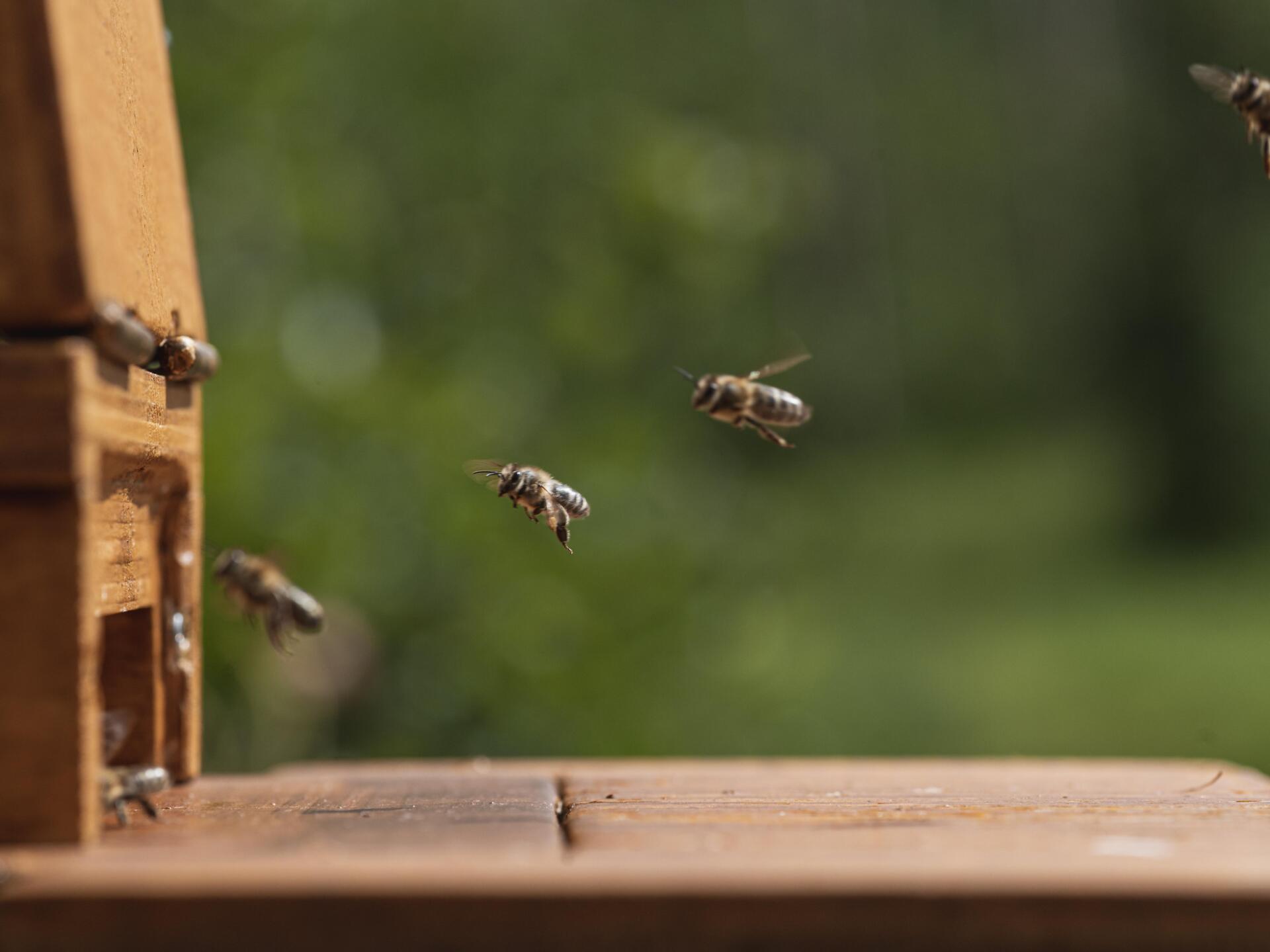 The world of bees Taufers im Münstertal/Tubre 1 suedtirol.info