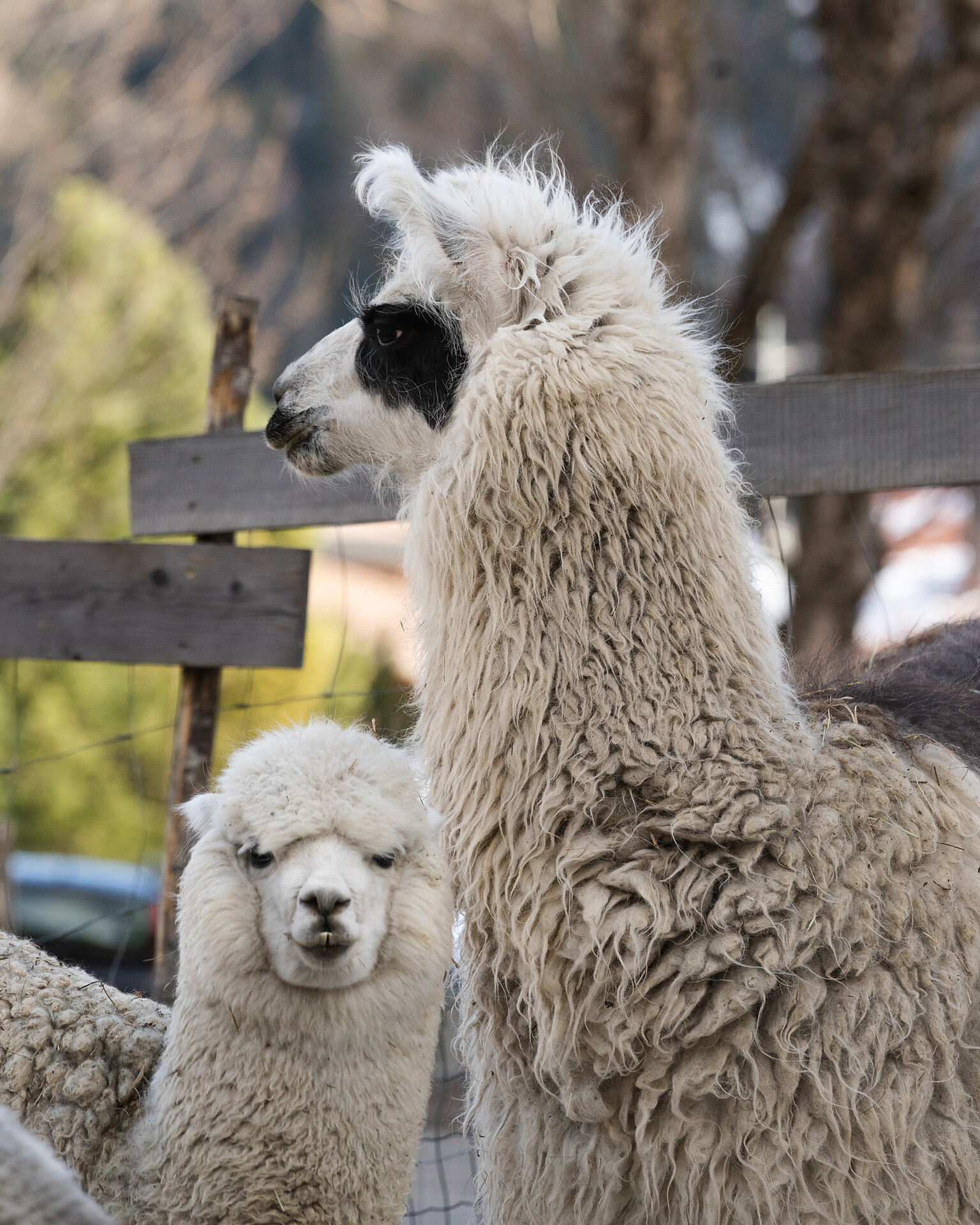 Dolomitesfarm