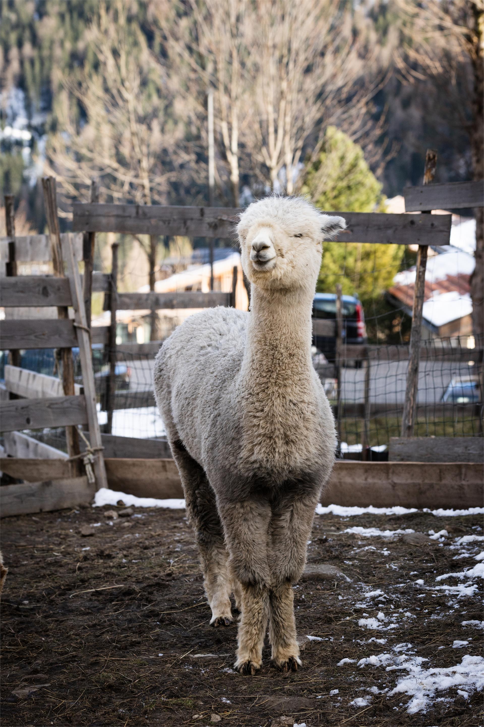 Dolomites Farm - Bio-ethical farming Corvara 5 suedtirol.info