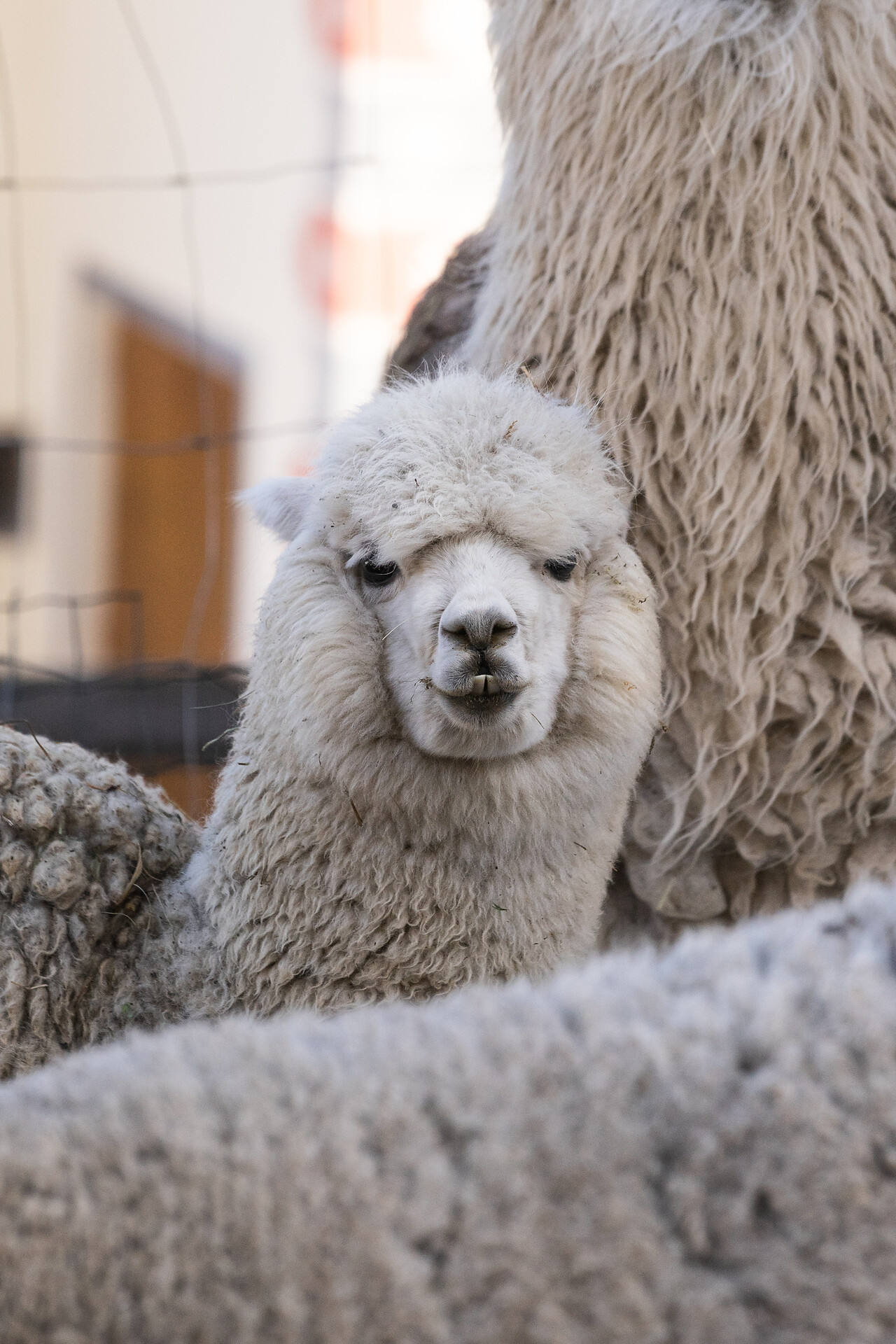 Dolomitesfarm
