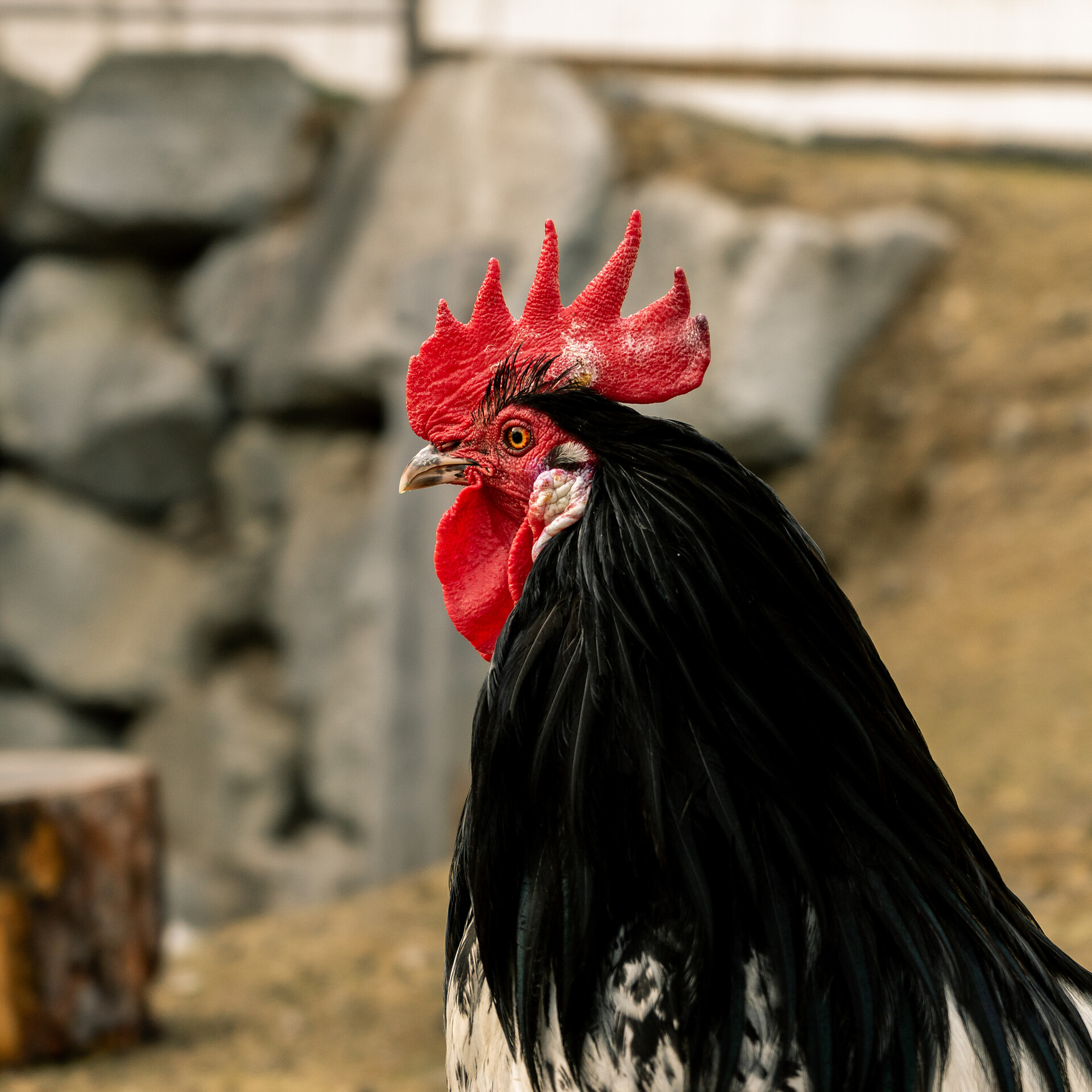 Dolomitesfarm