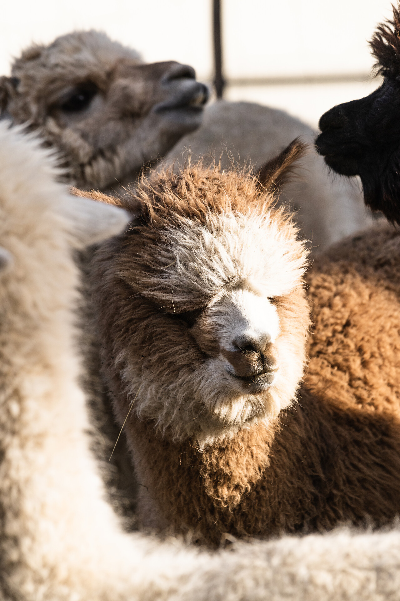 Dolomitesfarm