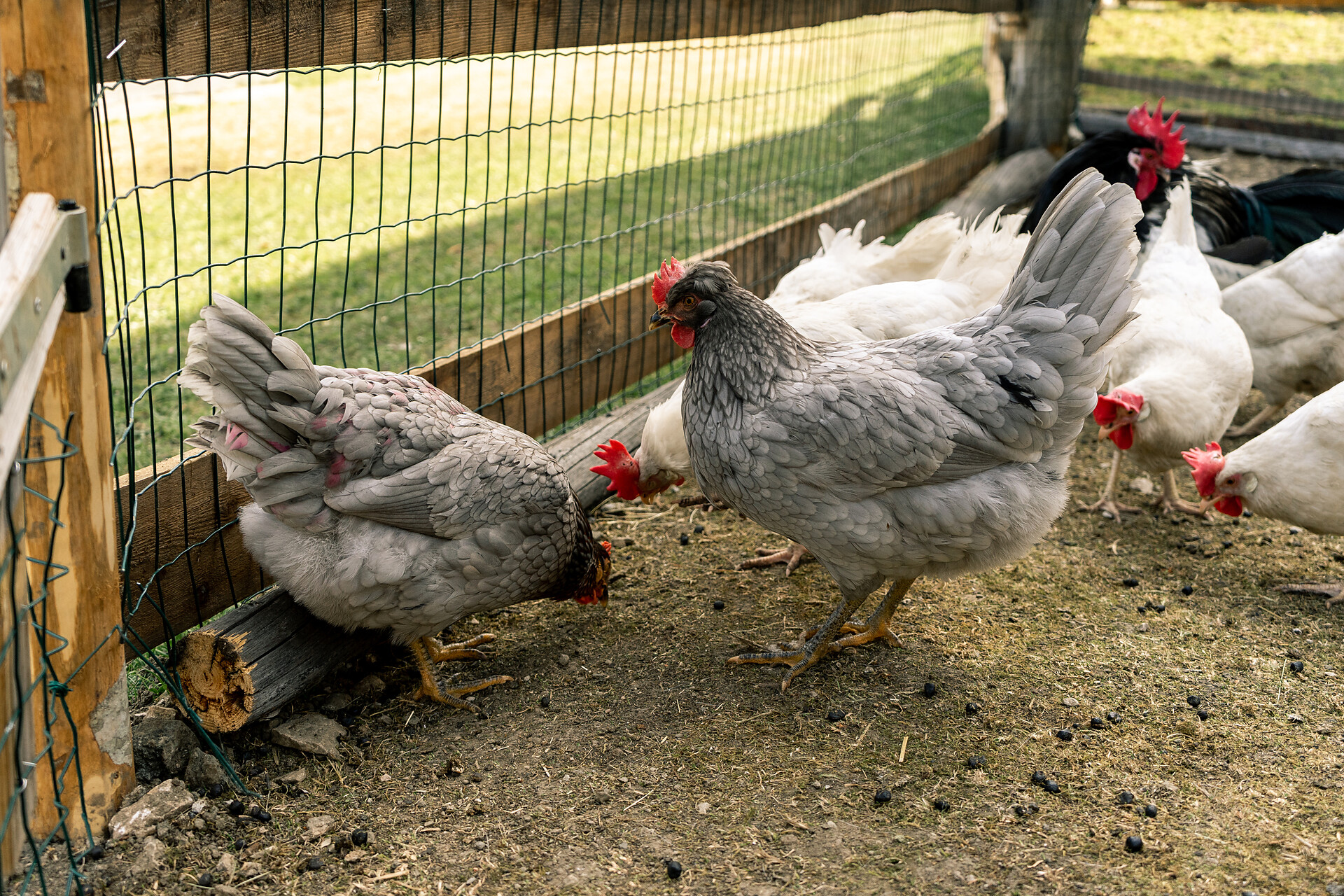 Dolomitesfarm