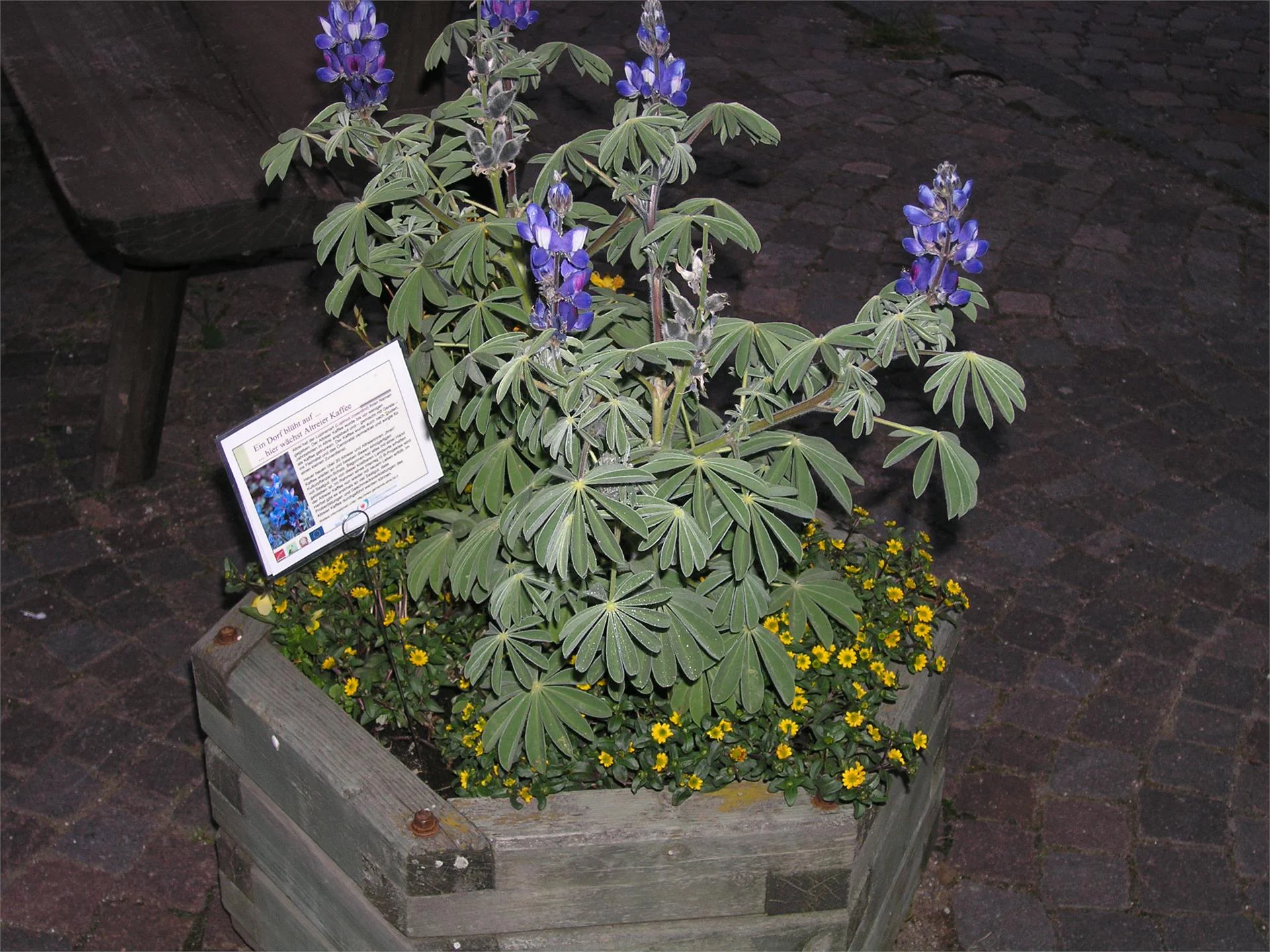 Die blaue Blume von Altrei  3 suedtirol.info