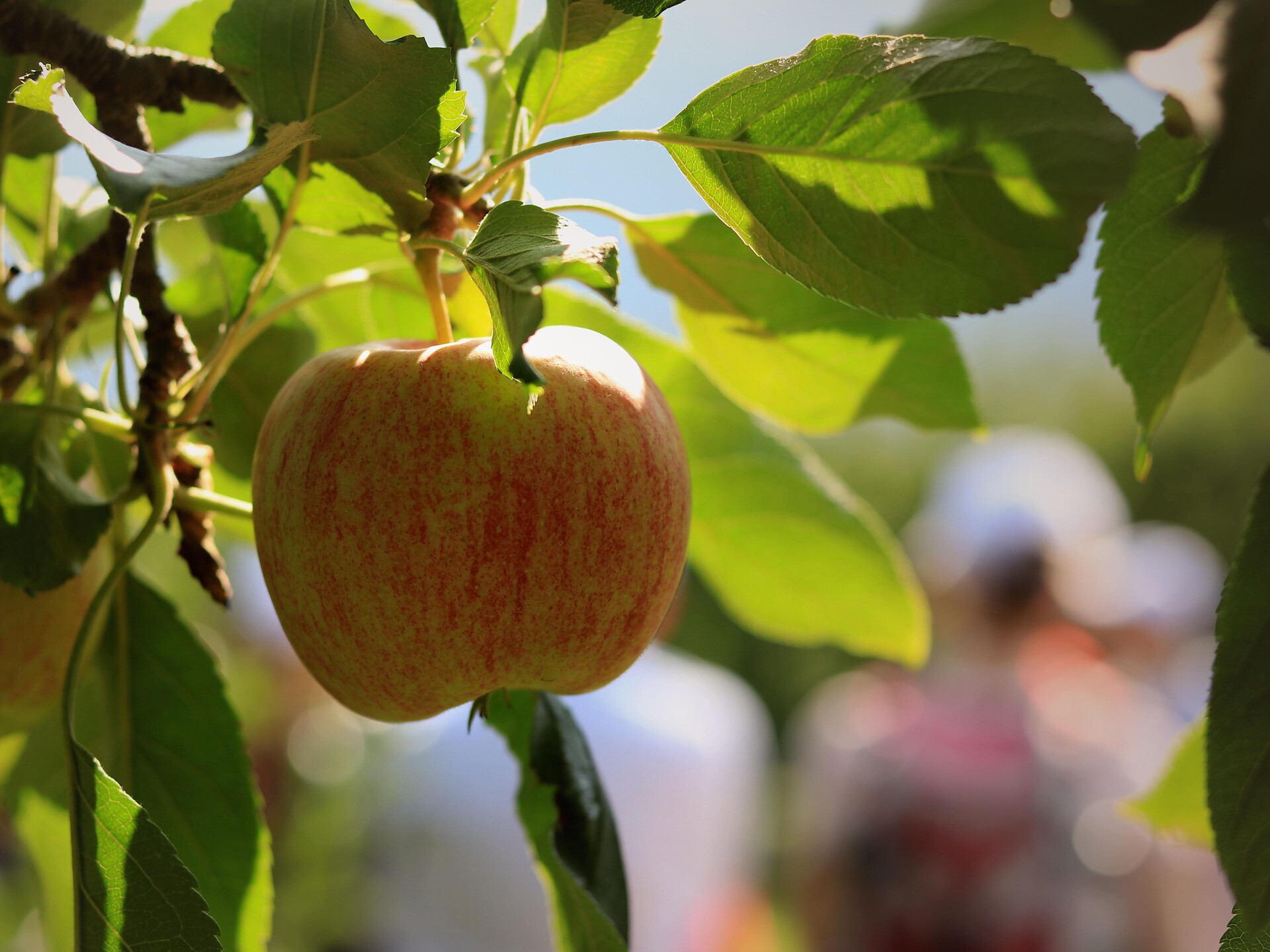 Cooperativa di frutta TEXEL - Merano e dintorni - #4 - suedtirol.info
