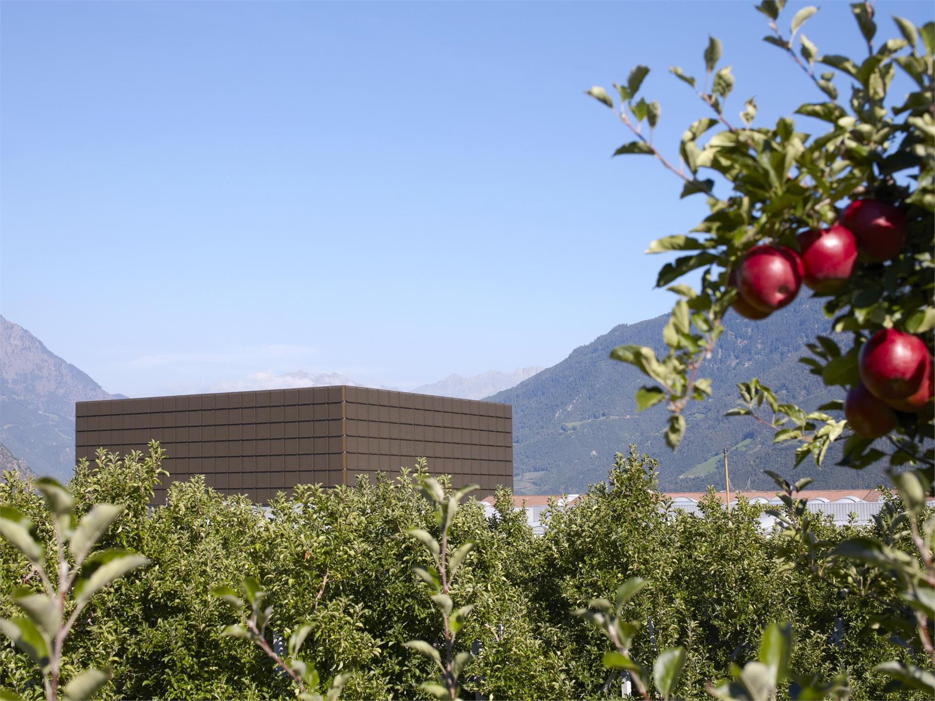 Retail shop in the fruit cooperative TEXEL Naturns/Naturno 1 suedtirol.info
