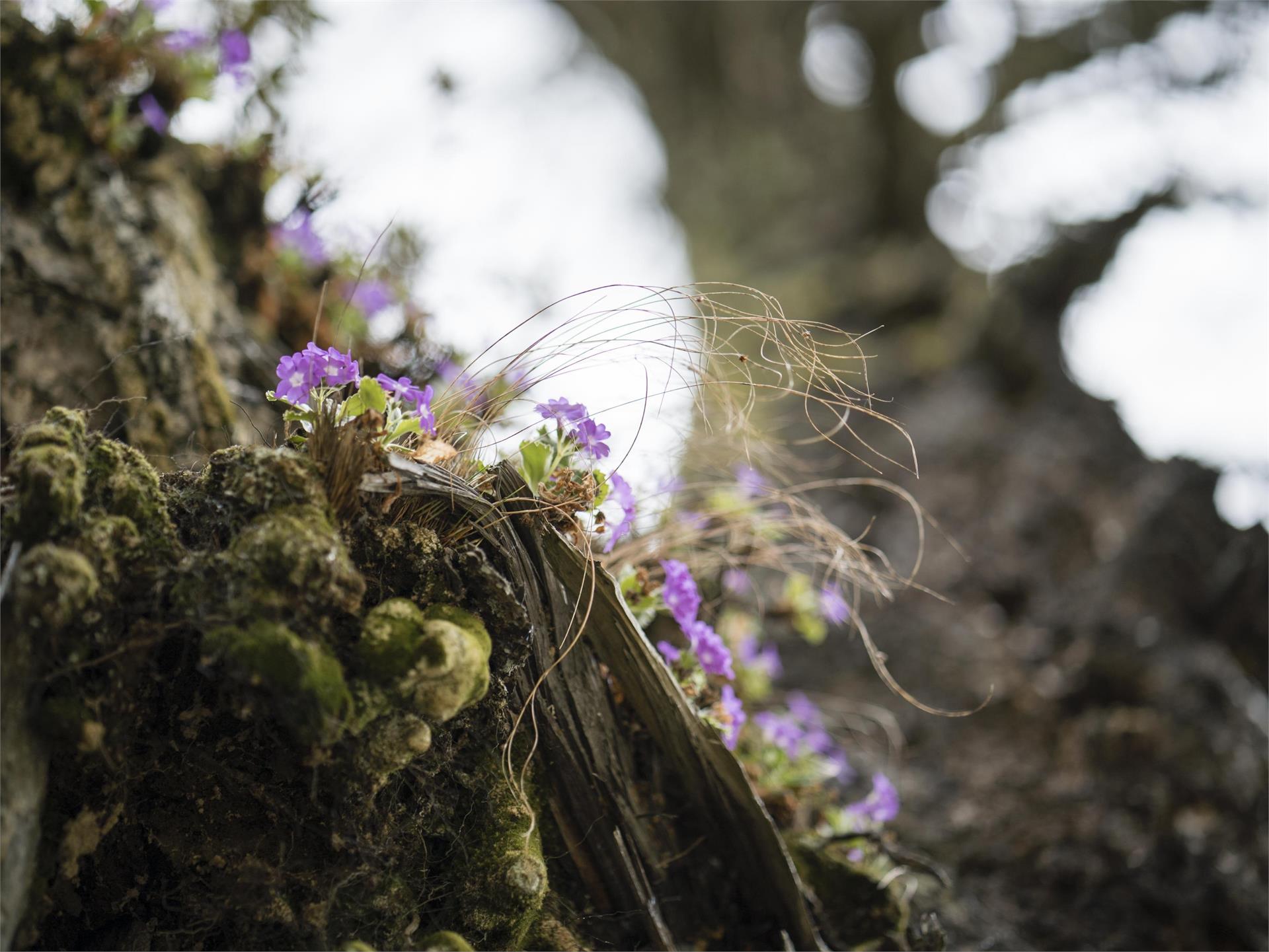Il parco naturale Gruppo di Tessa in Val Senales Senales 2 suedtirol.info