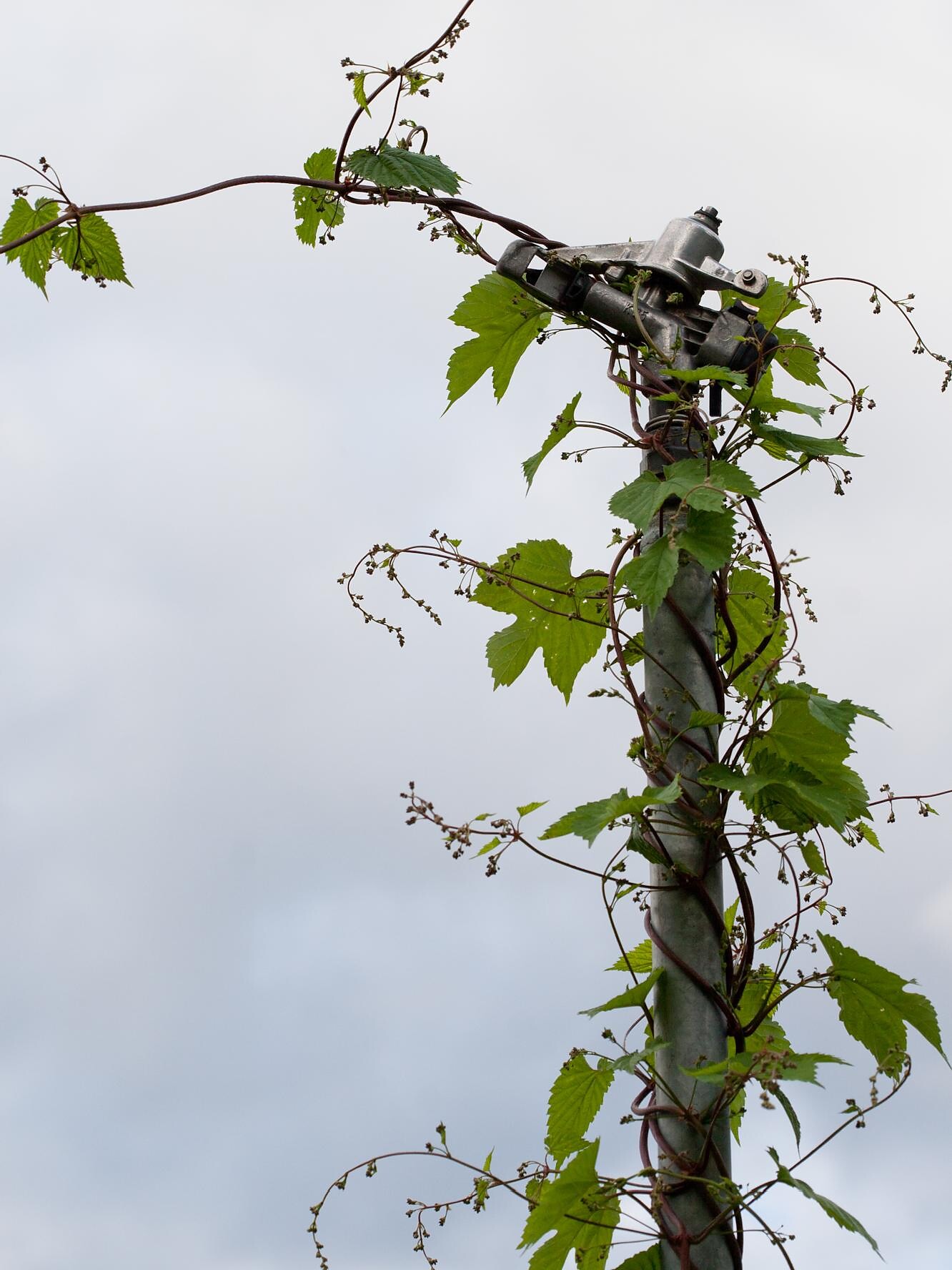 Humulus lupulus