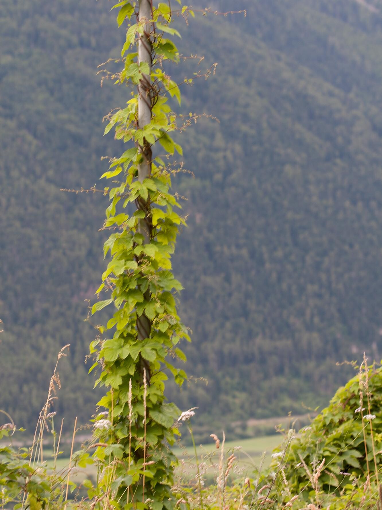 Humulus lupulus