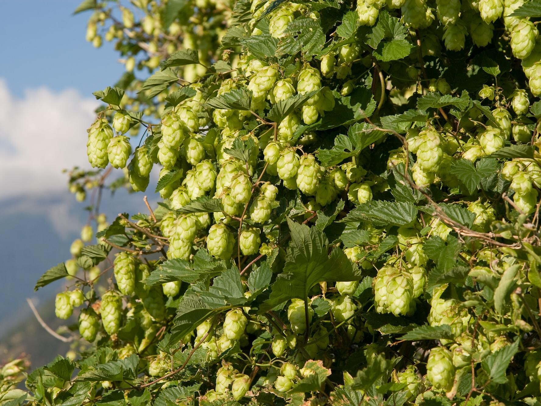 Humulus lupulus