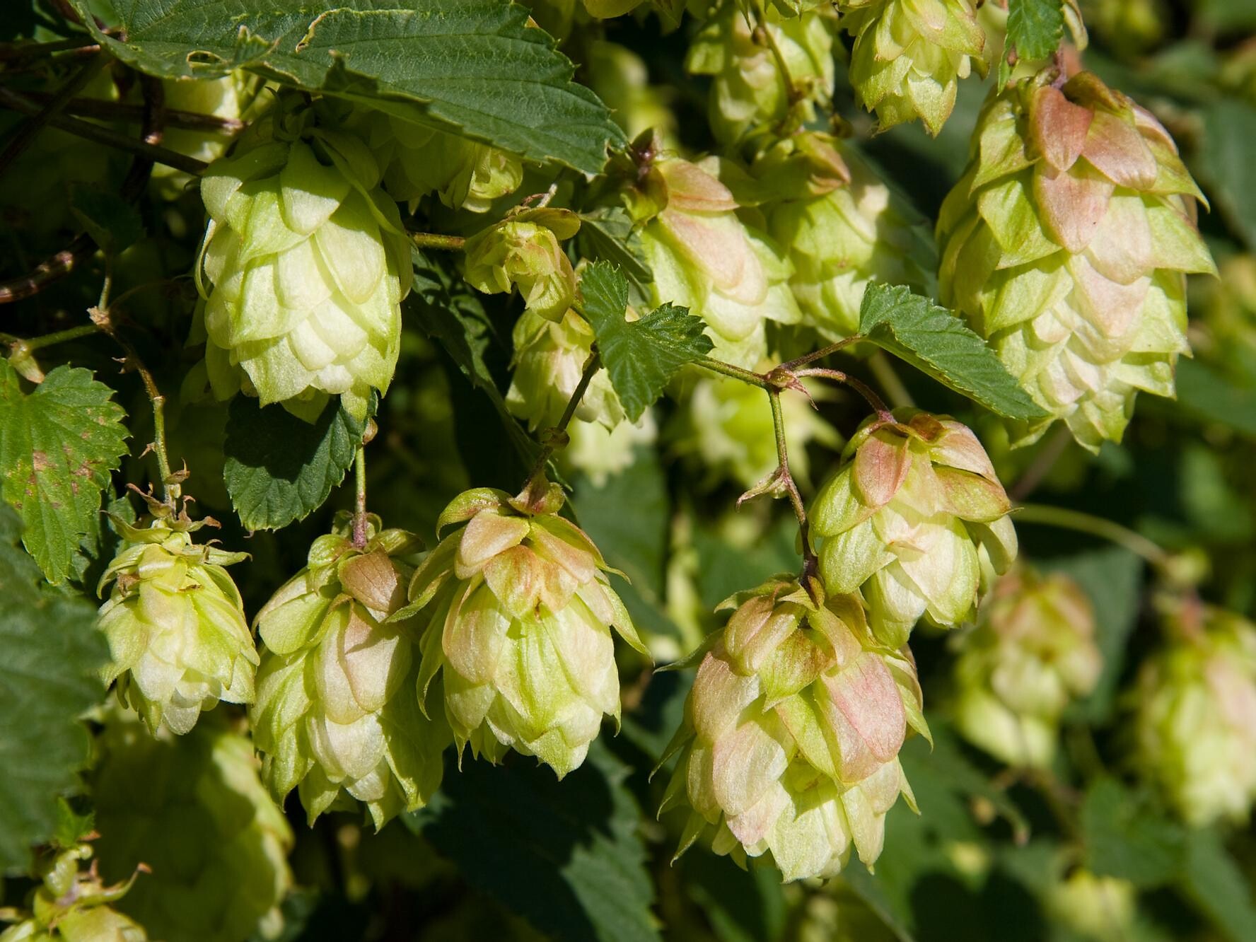 Humulus lupulus