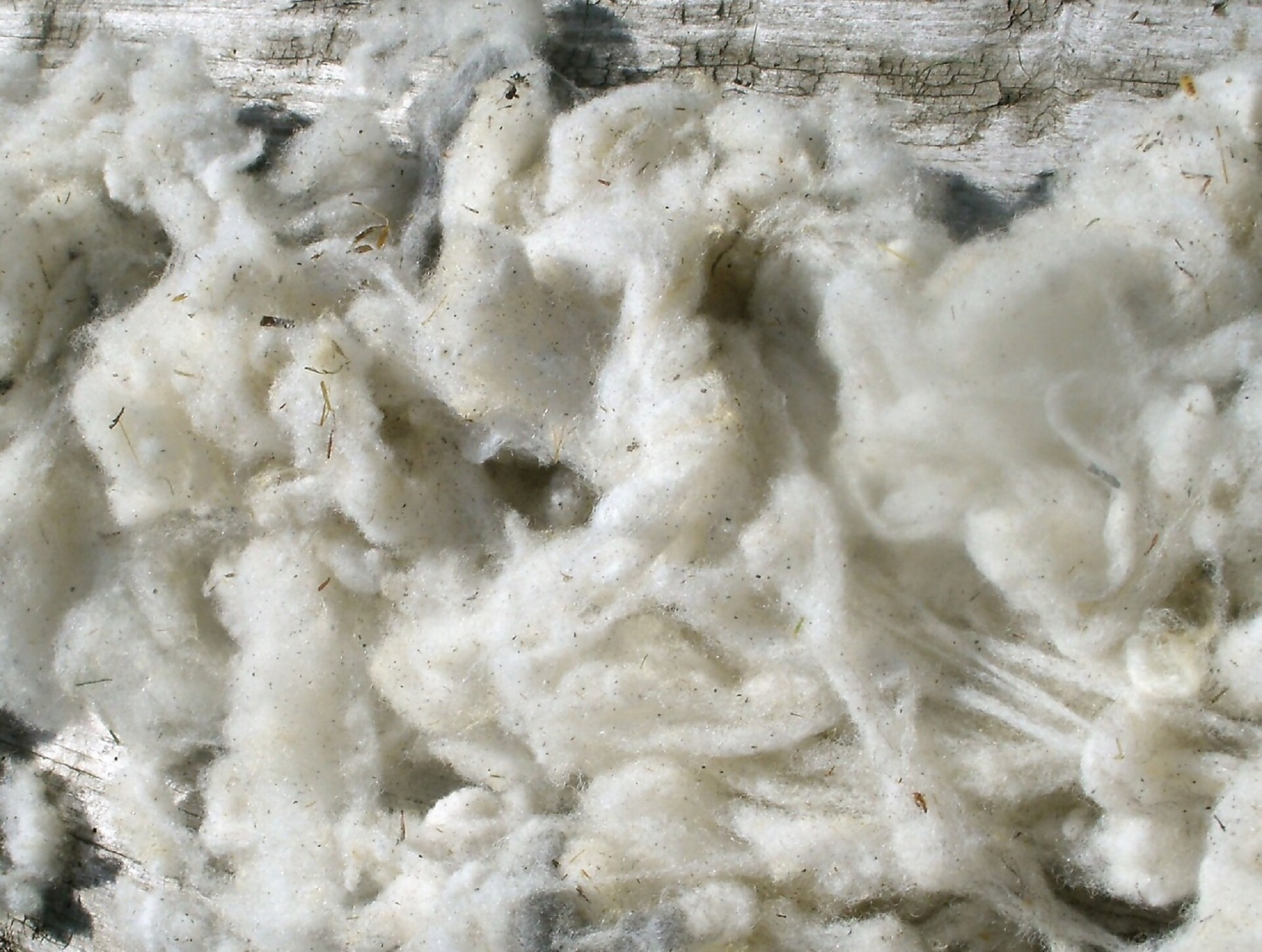 lambs wool