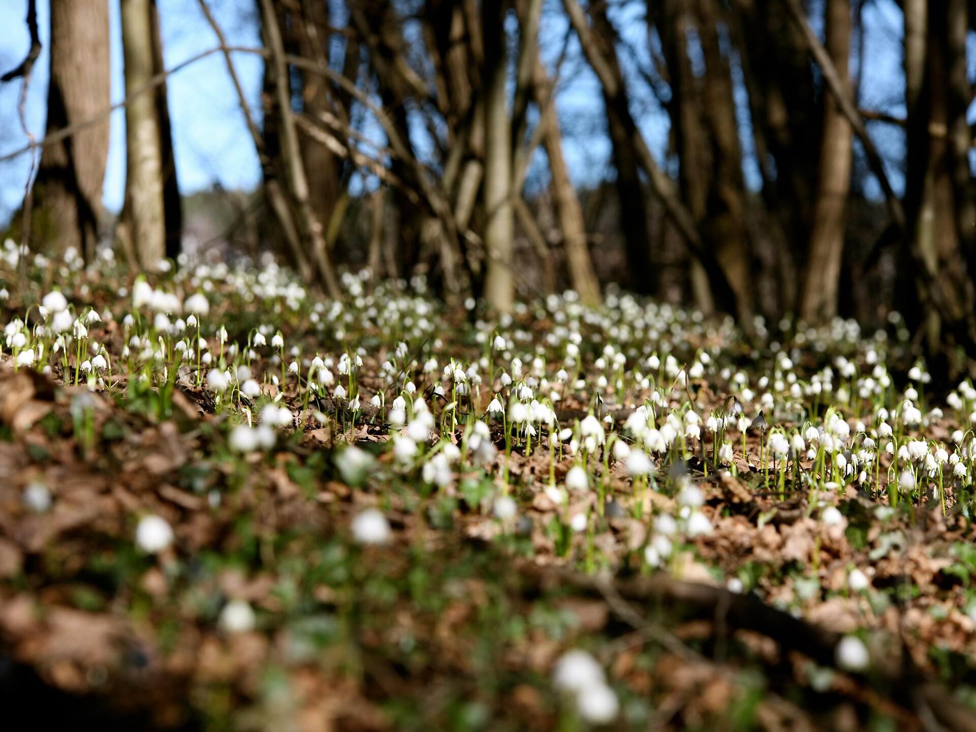 Frühlingstal_