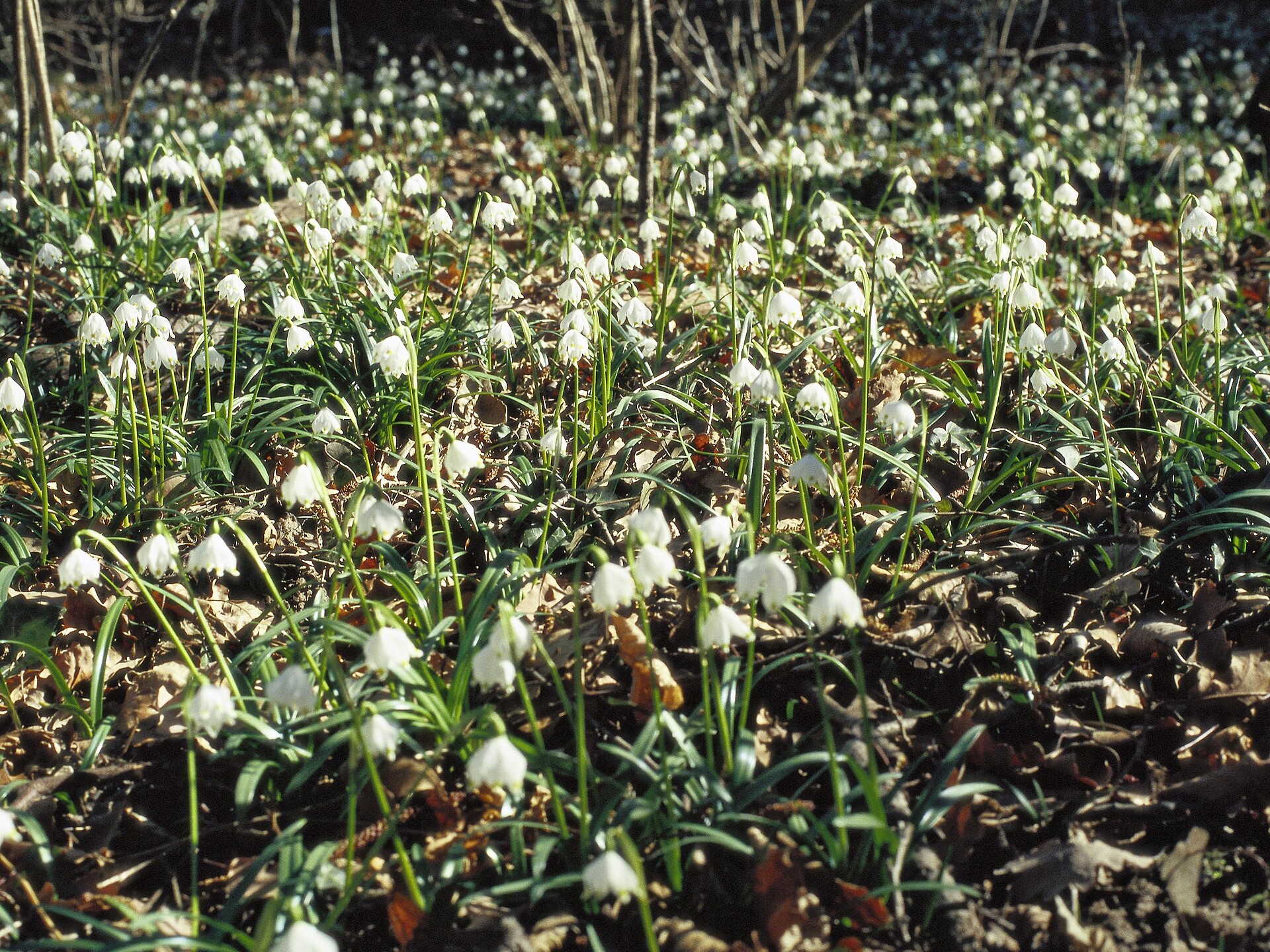 Frühlingstal