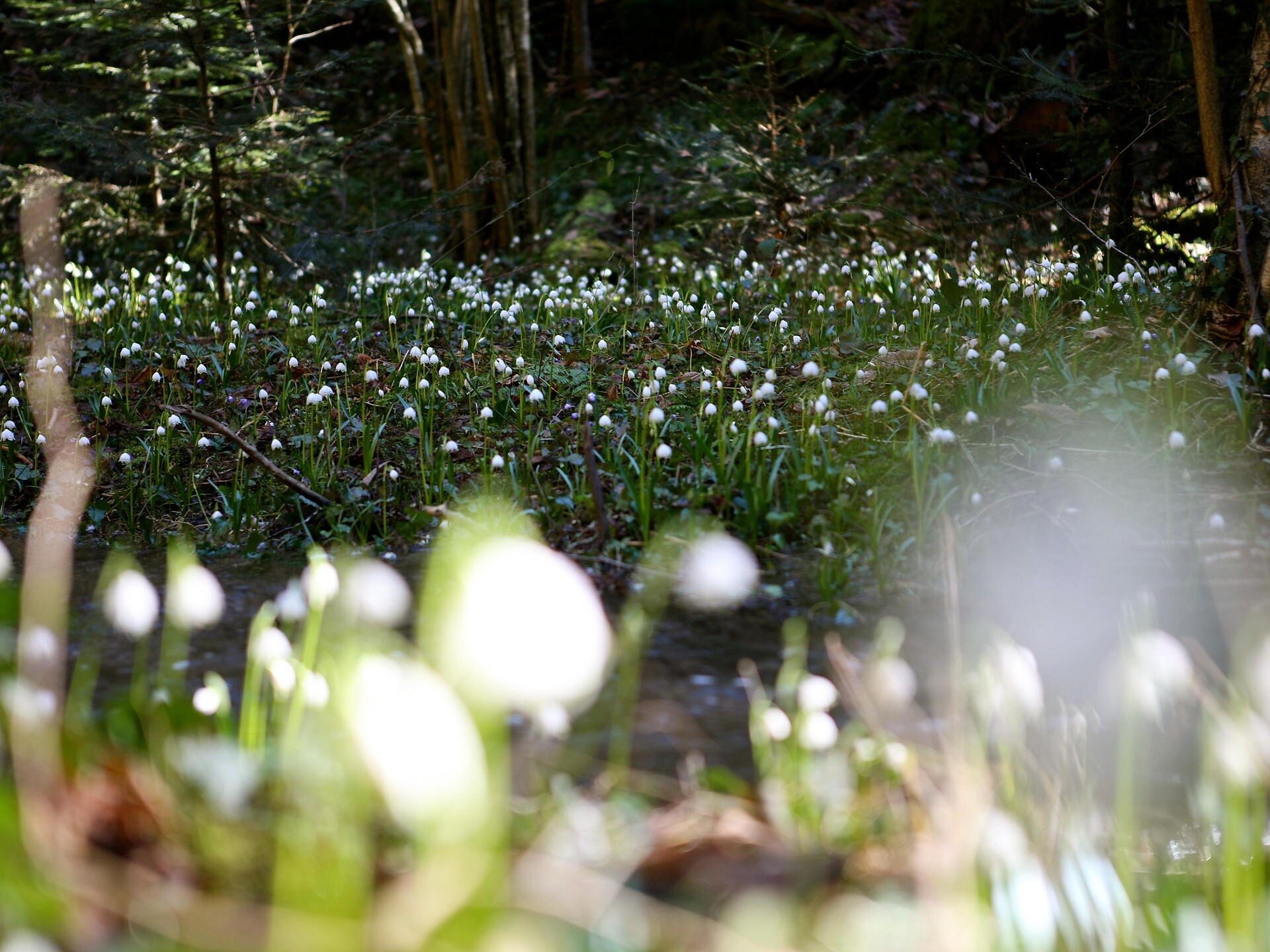 Frühlingstal_