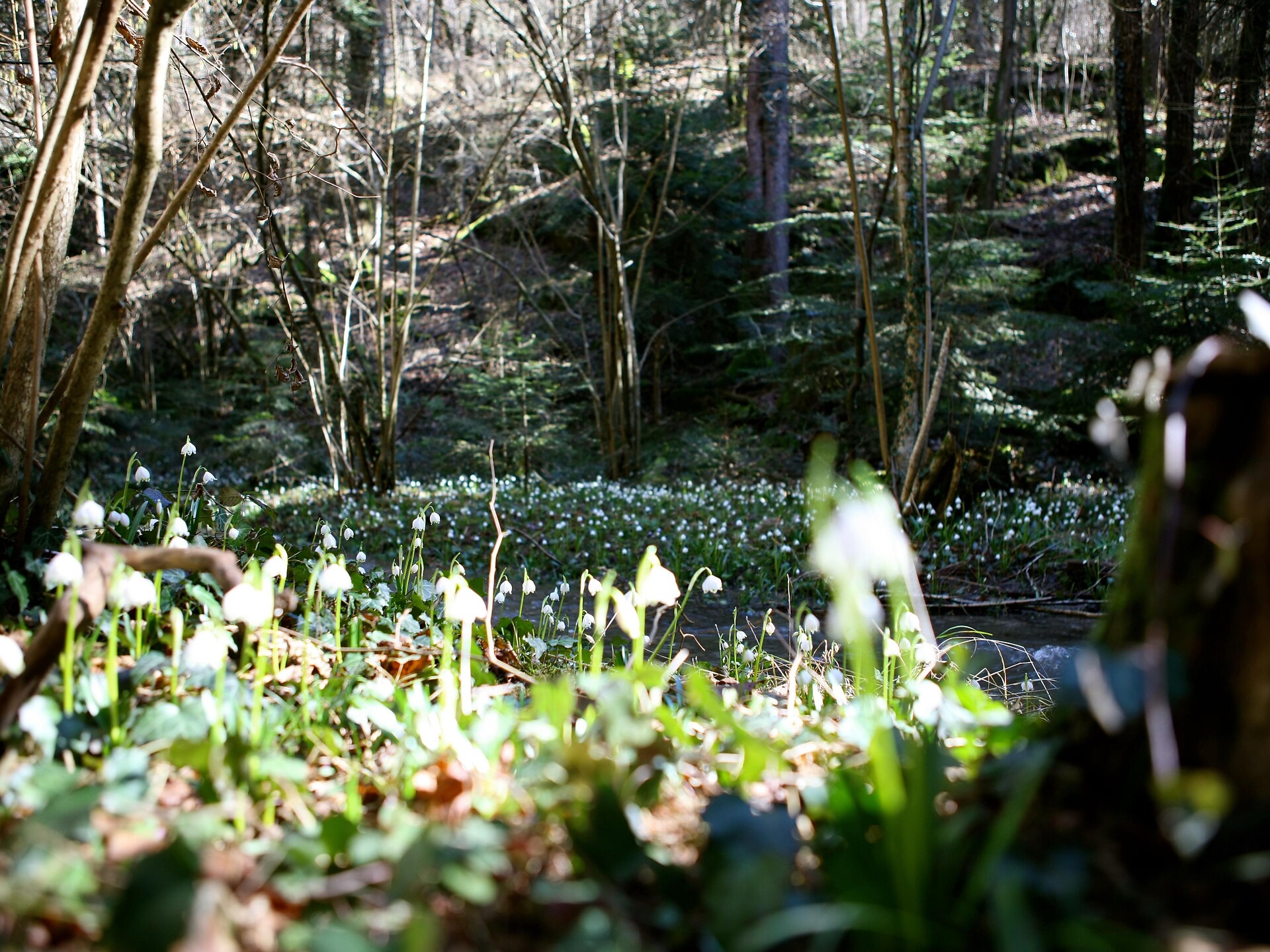 Frühlingstal_