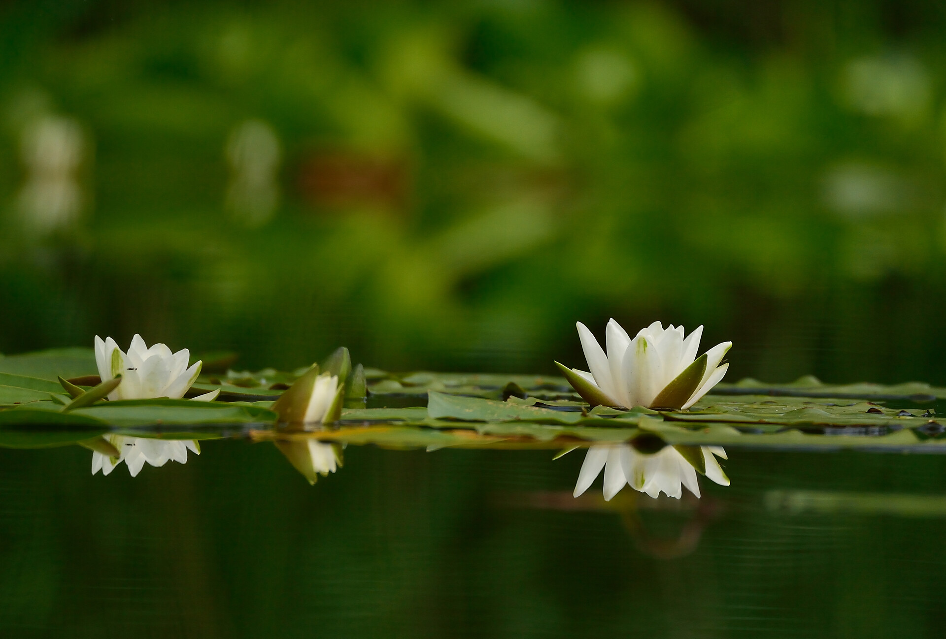 Water lilies at Lake Fennberg