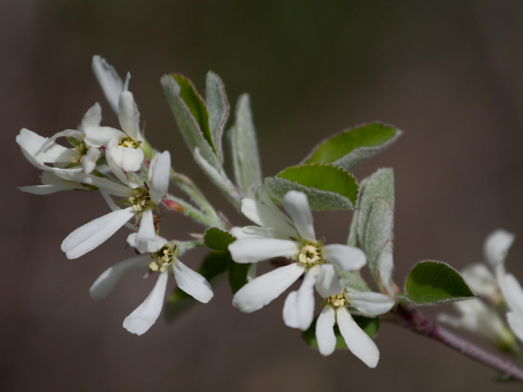 Amelanchier ovalis