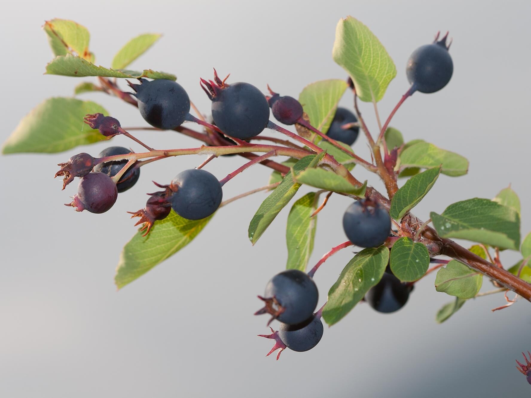 Amelanchier ovalis