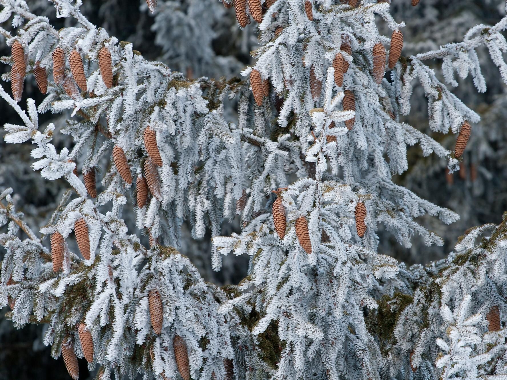 Picea abies