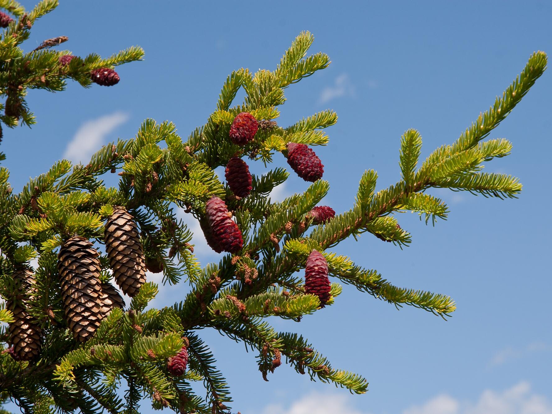 Picea abies