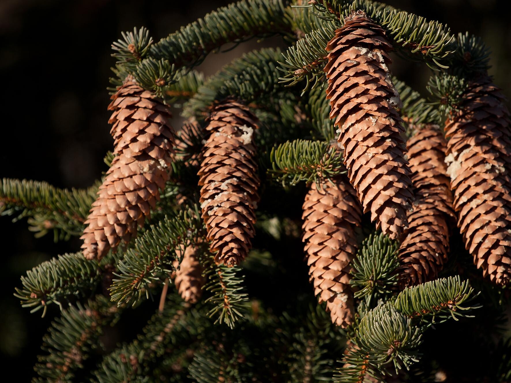 Picea abies