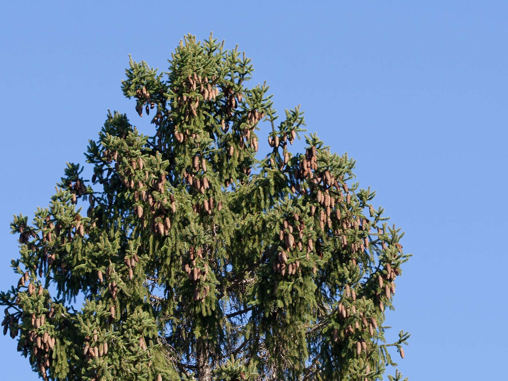 Picea abies