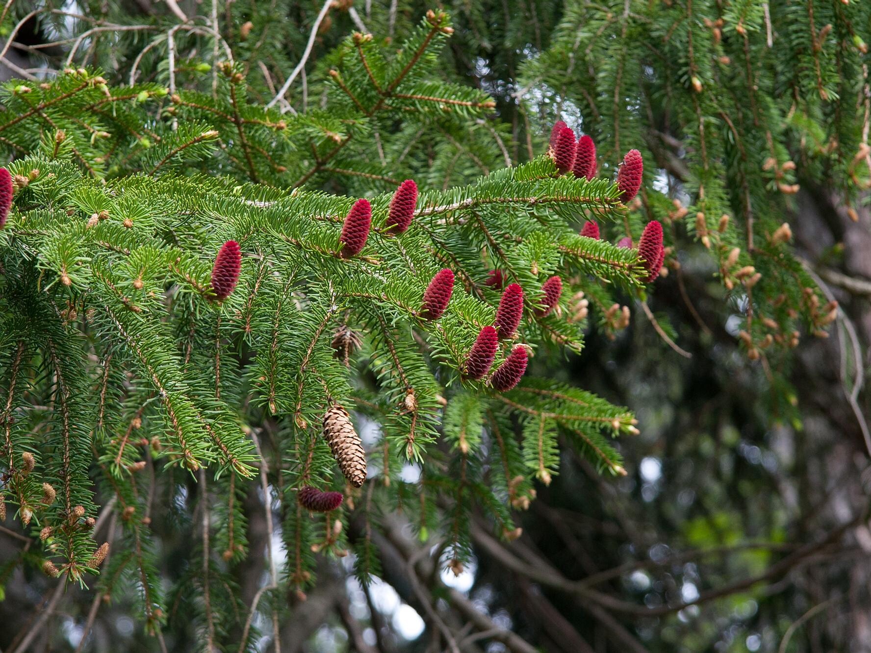 Picea abies
