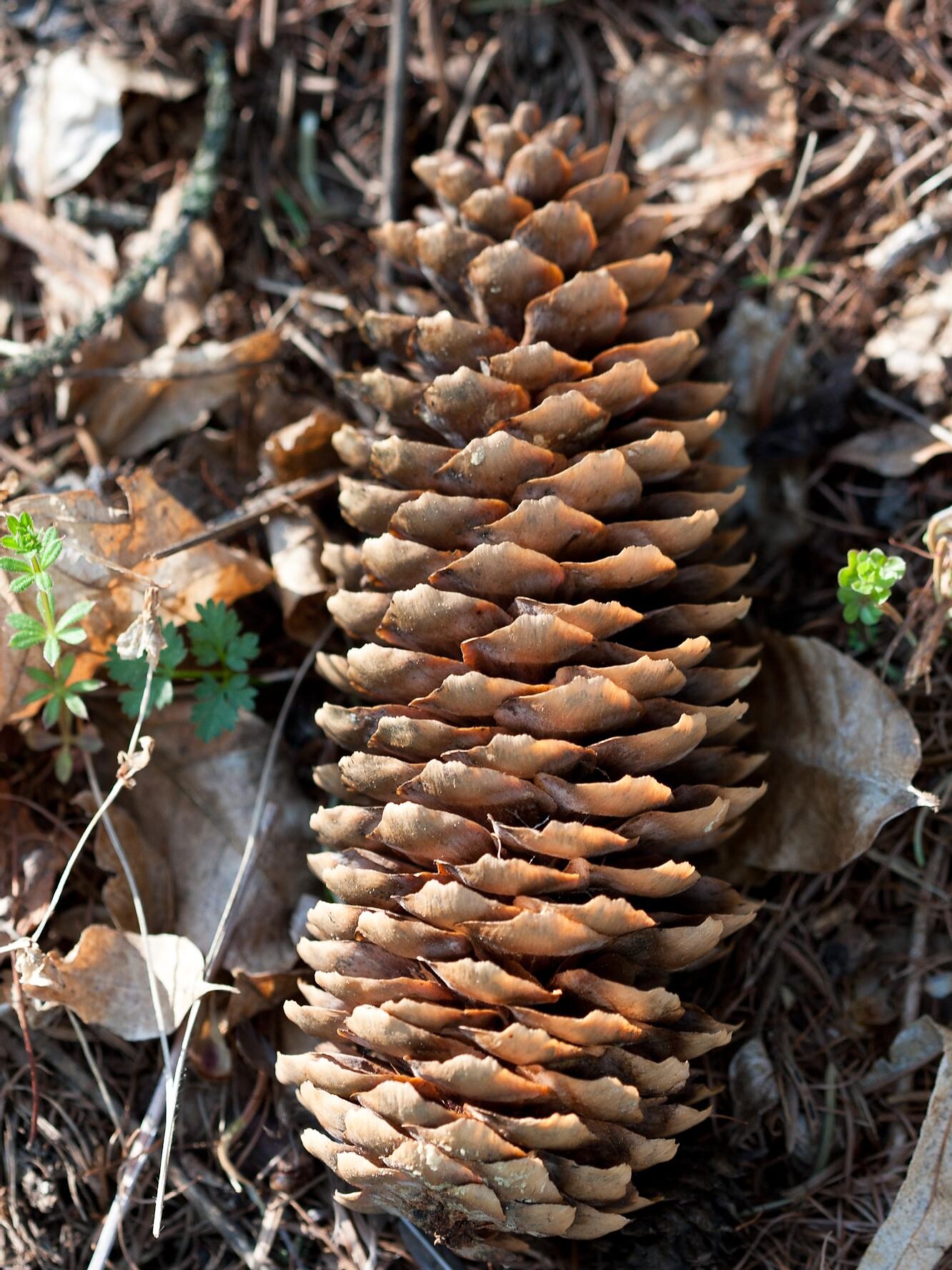 Picea abies