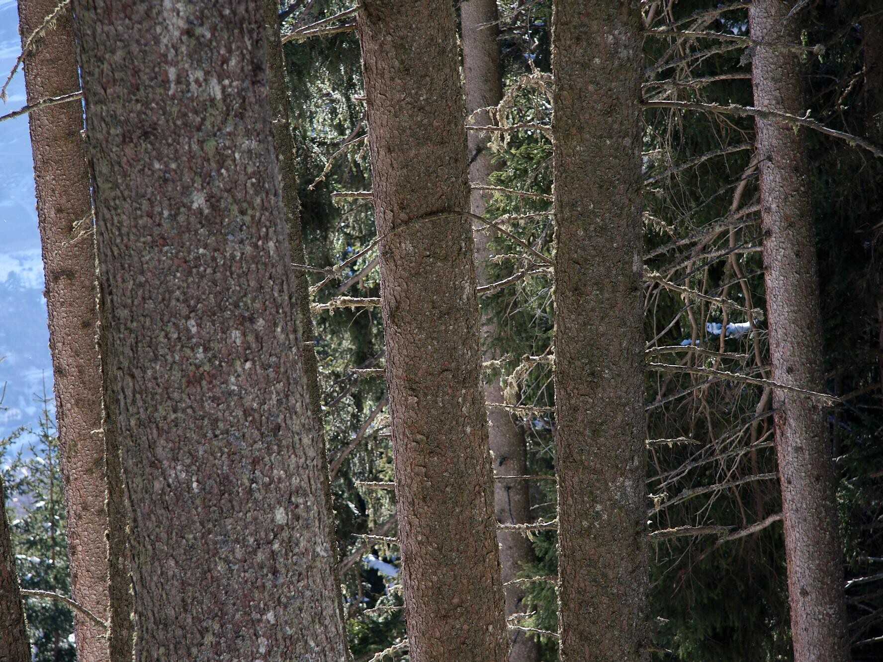 Picea abies