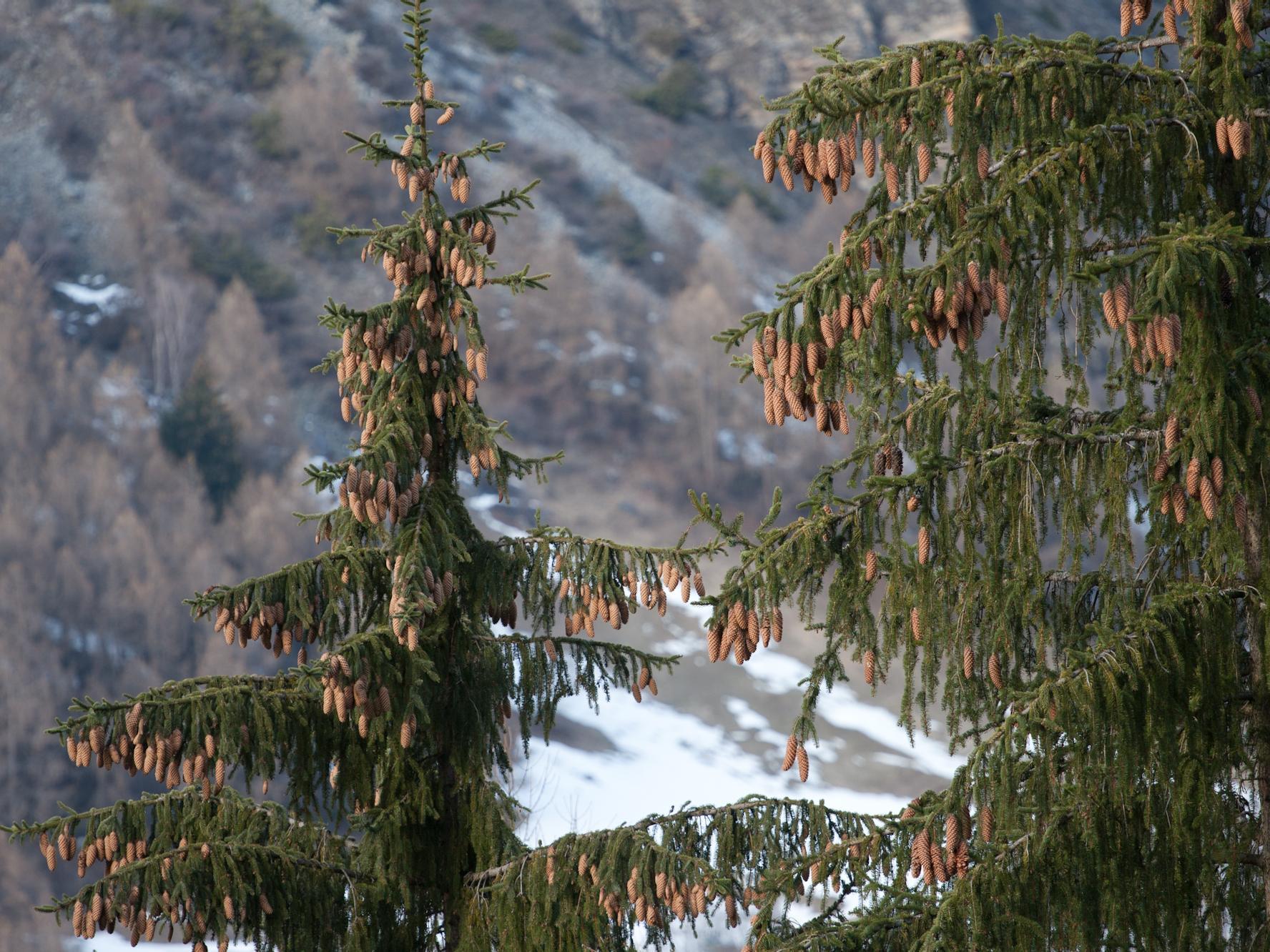 Fichte Prad am Stilfser Joch 2 suedtirol.info