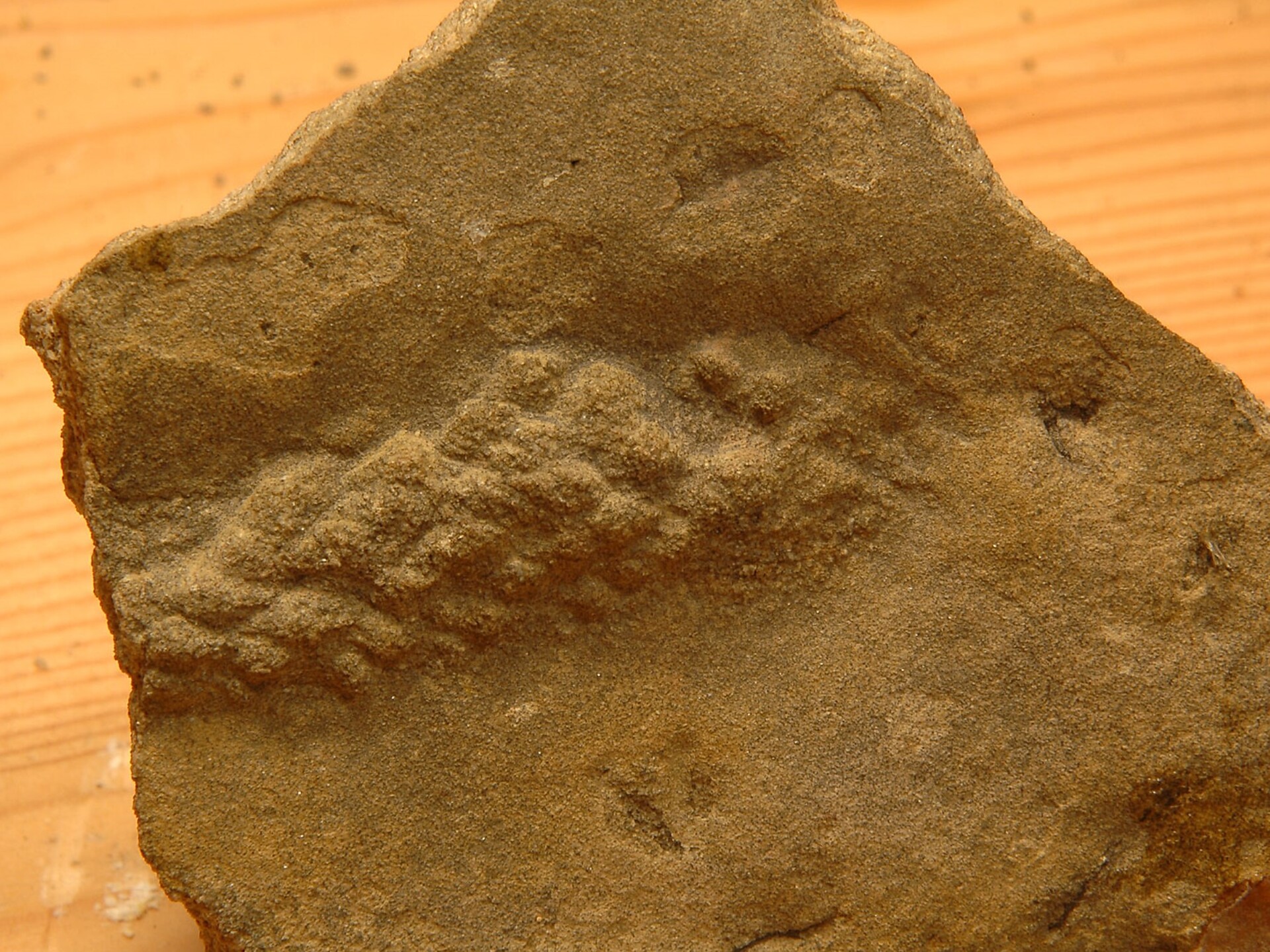 Fossile