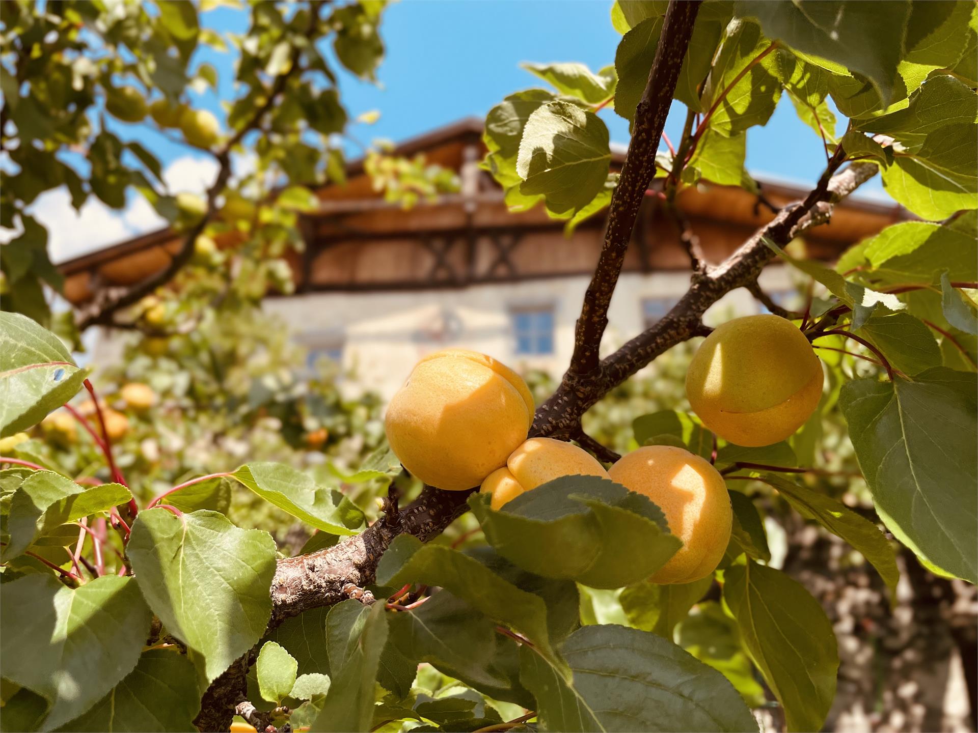 Bottega contadina Greilhof Malles 4 suedtirol.info