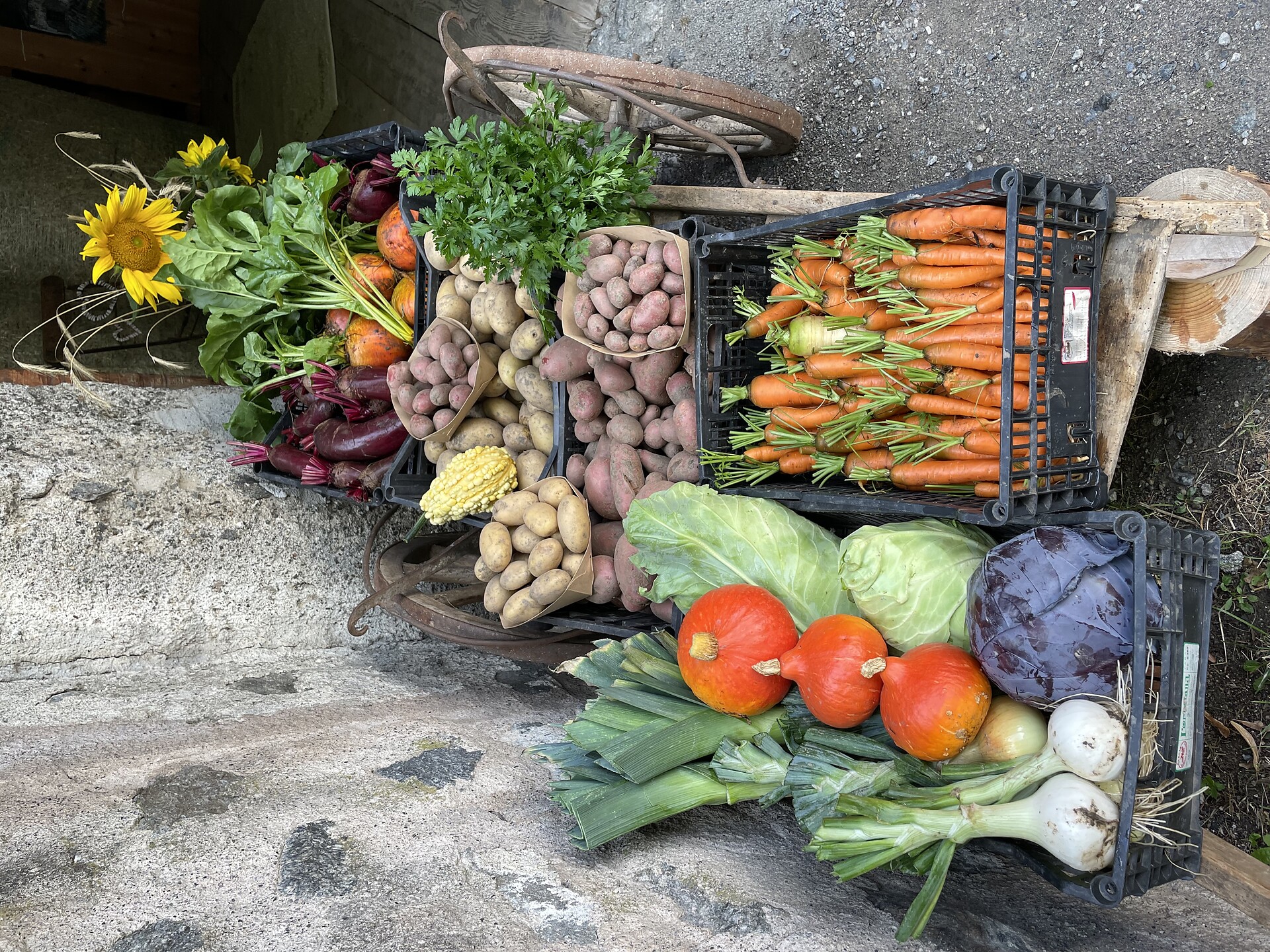 Vegetables from the Greilhof farm
