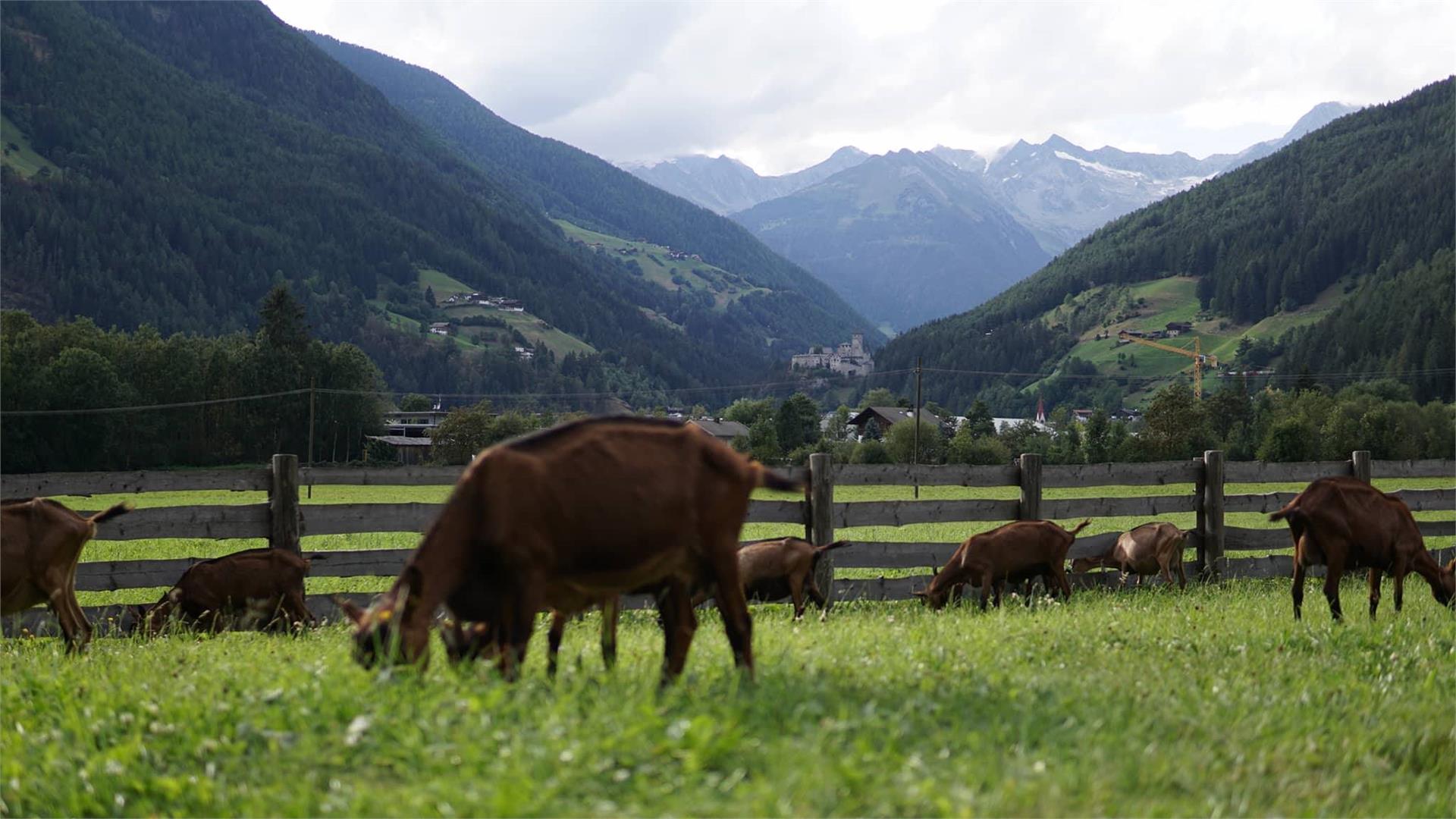 Goasroscht - Farm store Sand in Taufers/Campo Tures 3 suedtirol.info