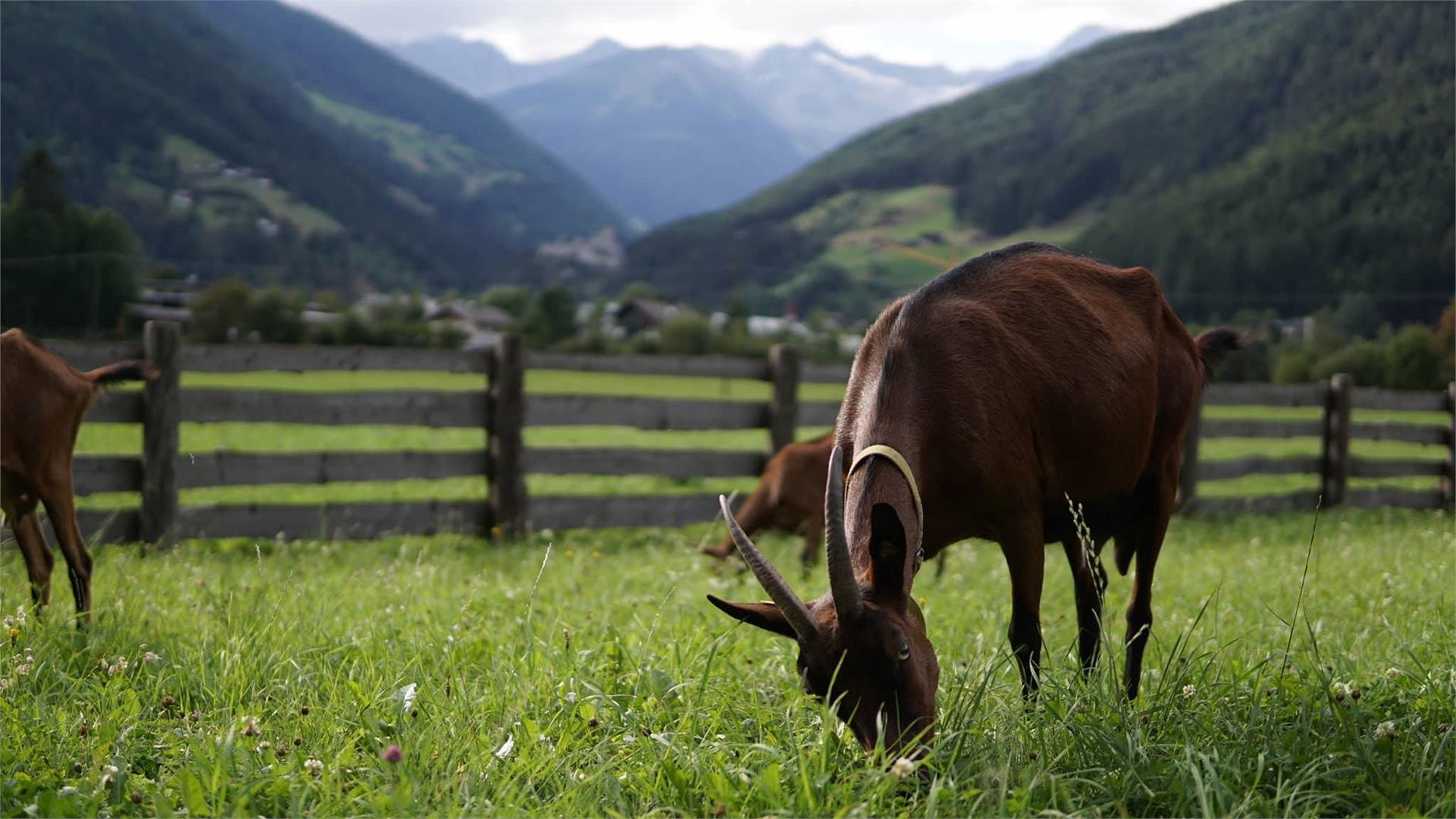 Goasroscht - Farm store Sand in Taufers/Campo Tures 2 suedtirol.info