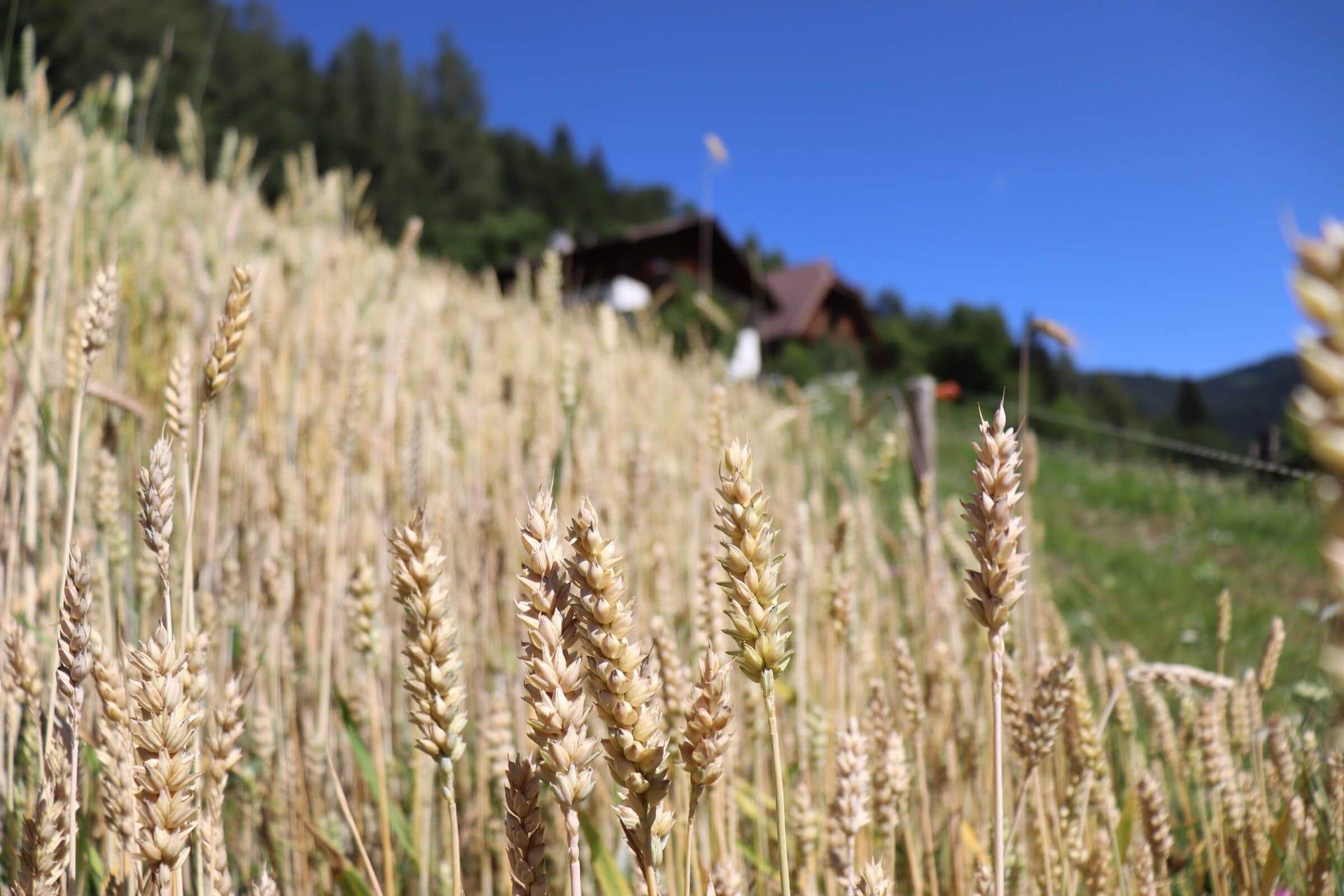 Guggenbräu - Agribirrificio San Genesio Atesino 3 suedtirol.info