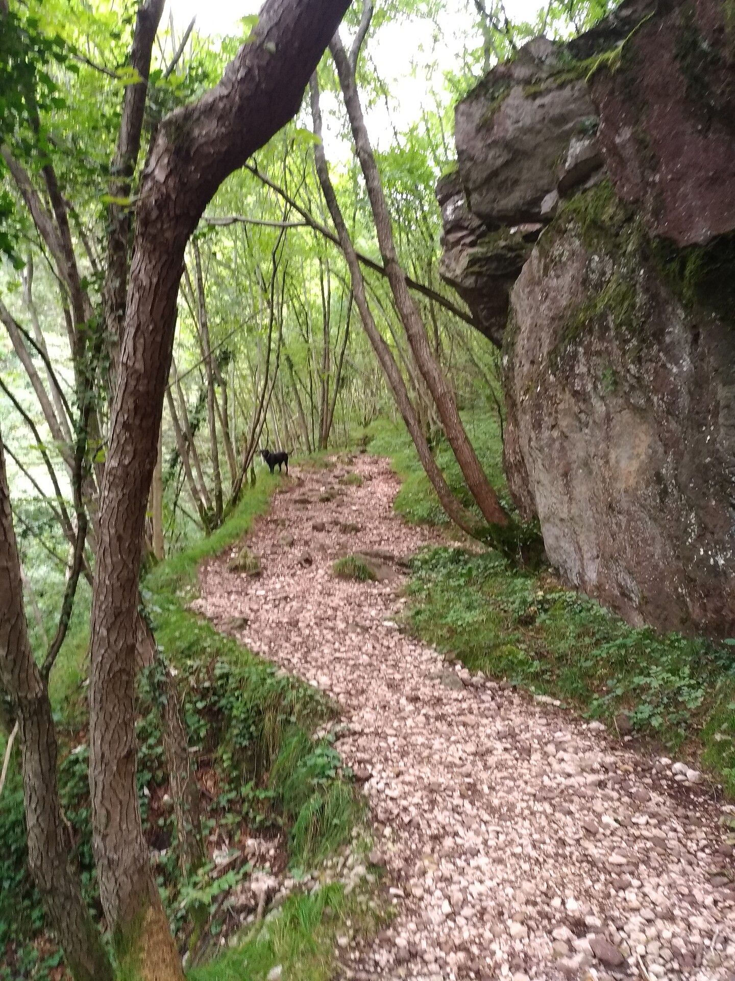 gola Rio Gaido