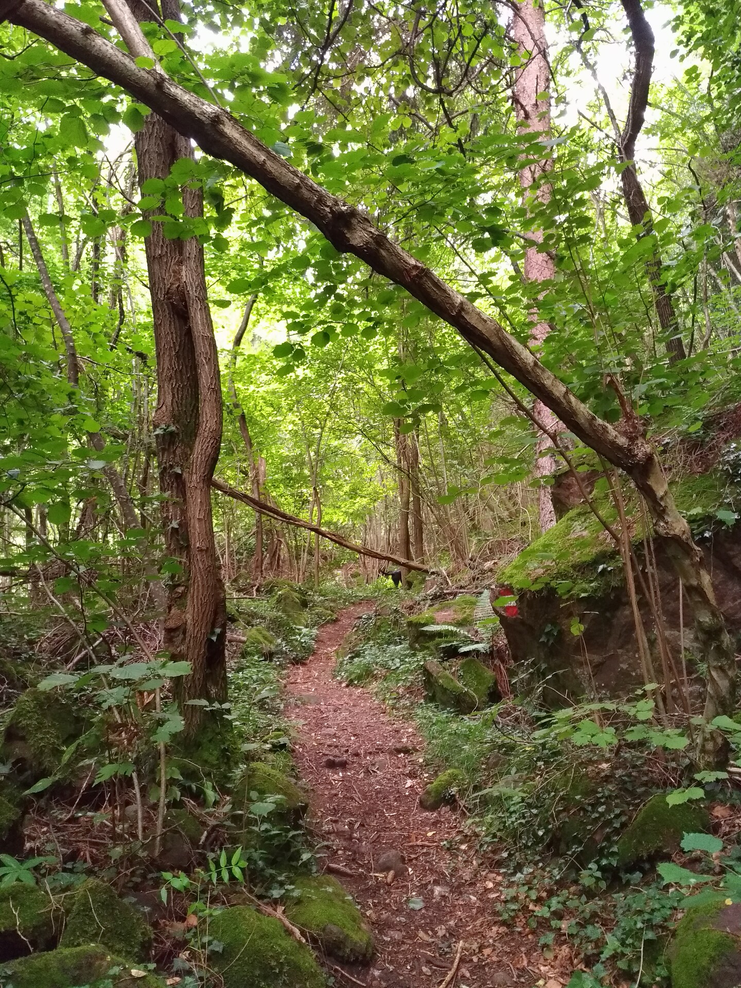 sentiero nr. 15 della gola del Rio Gaido