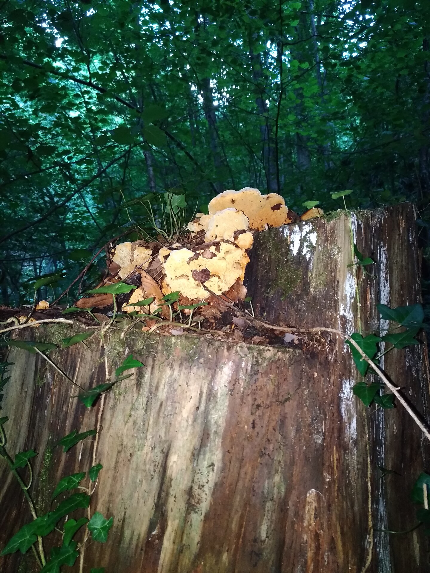funghi