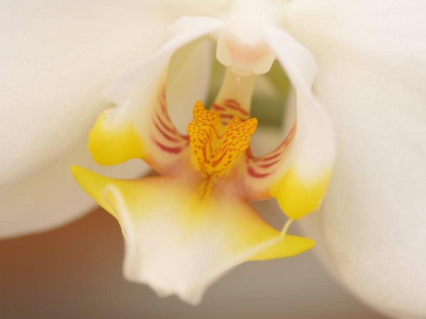 Gärtnerei MeBo Flor Bolzano/Bozen 2 suedtirol.info