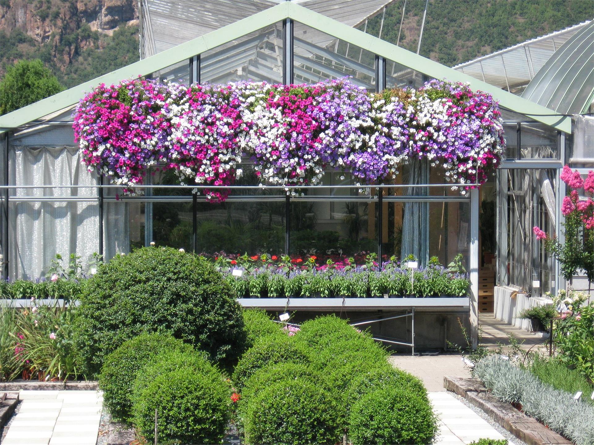 Gärtnerei MeBo Flor Bolzano/Bozen 4 suedtirol.info