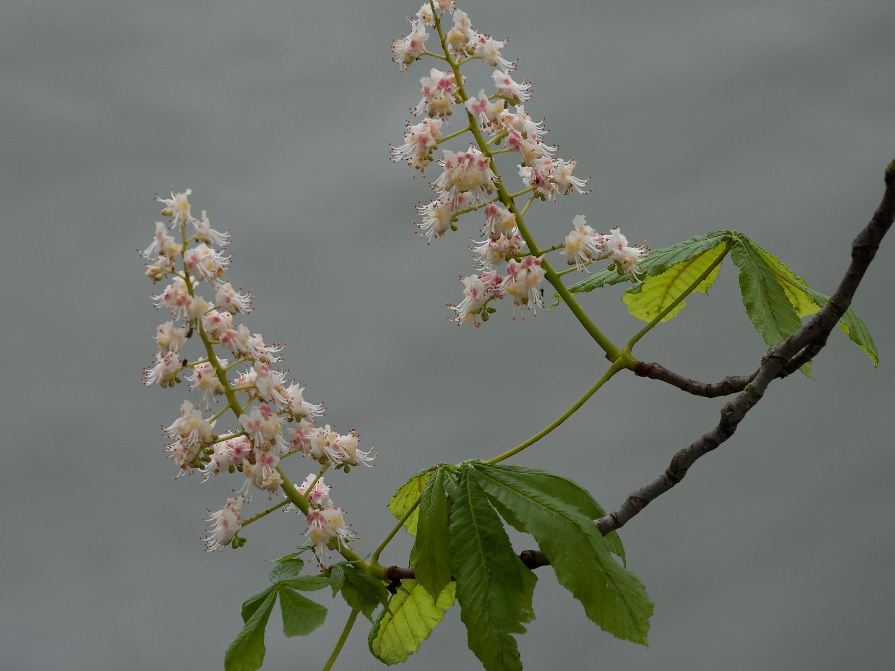 Buckeye