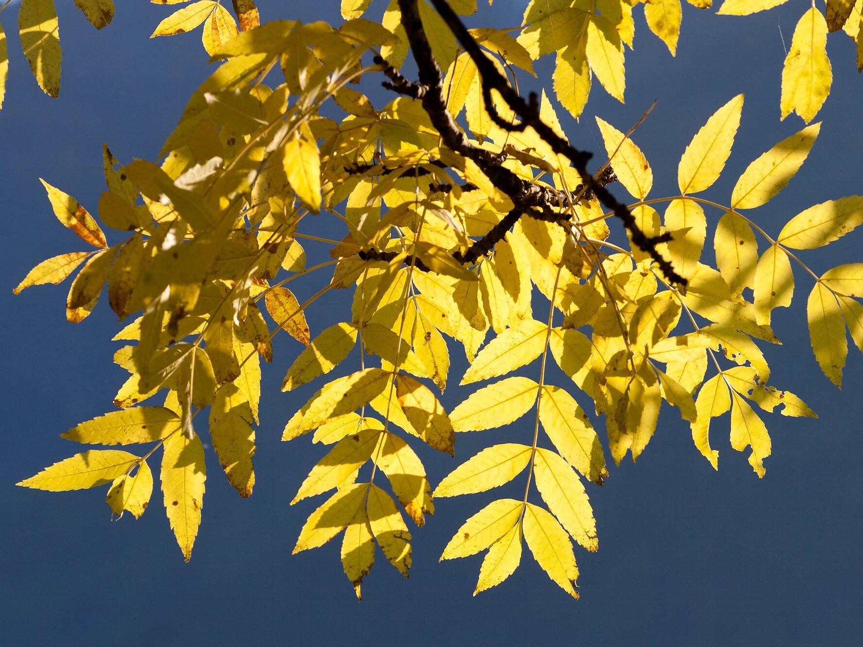 European ash