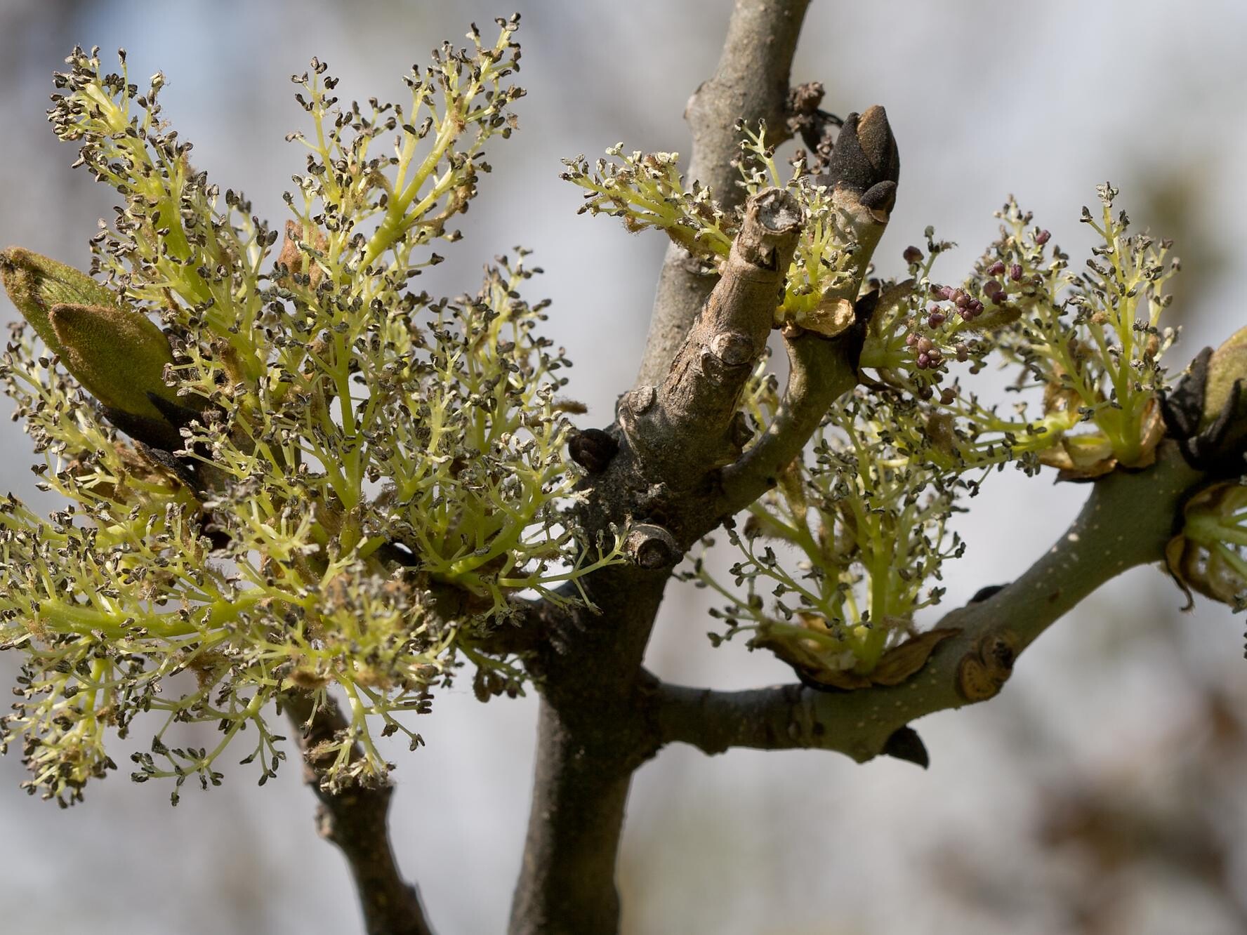 European ash