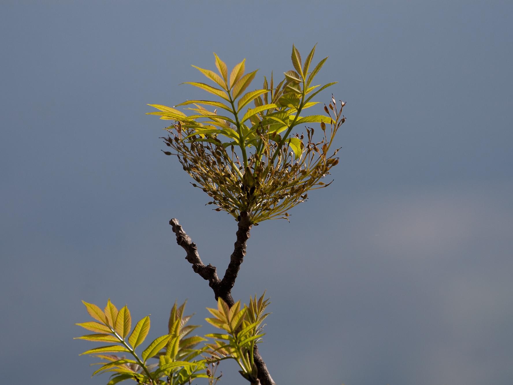 European ash