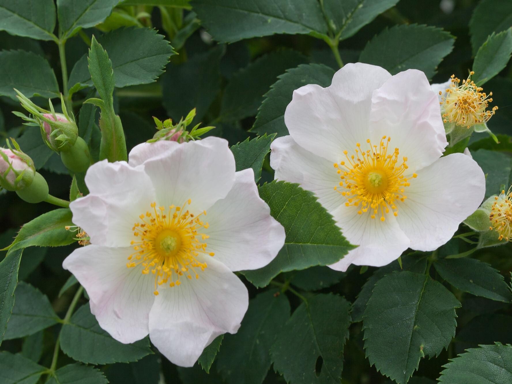 Hundsrose