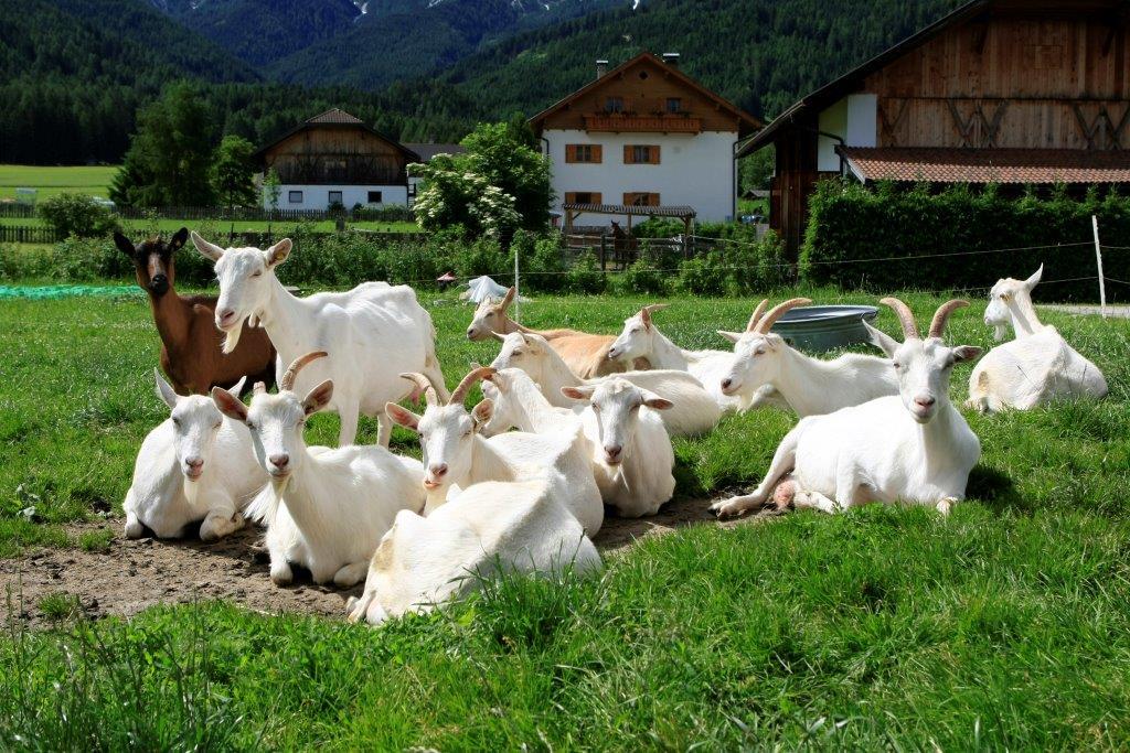 Hofkäserei Unterhölzlhof Olang 3 suedtirol.info