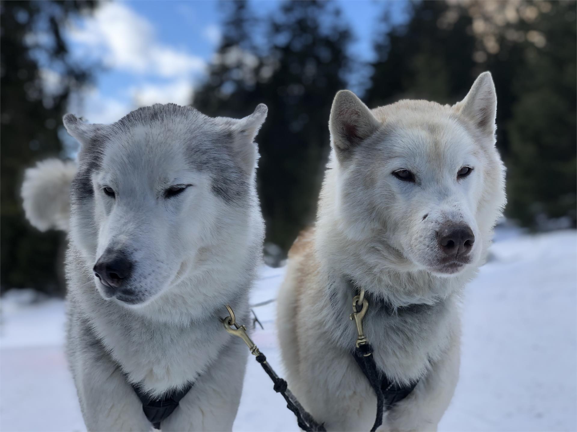 Huskysleddog San Martin 3 suedtirol.info