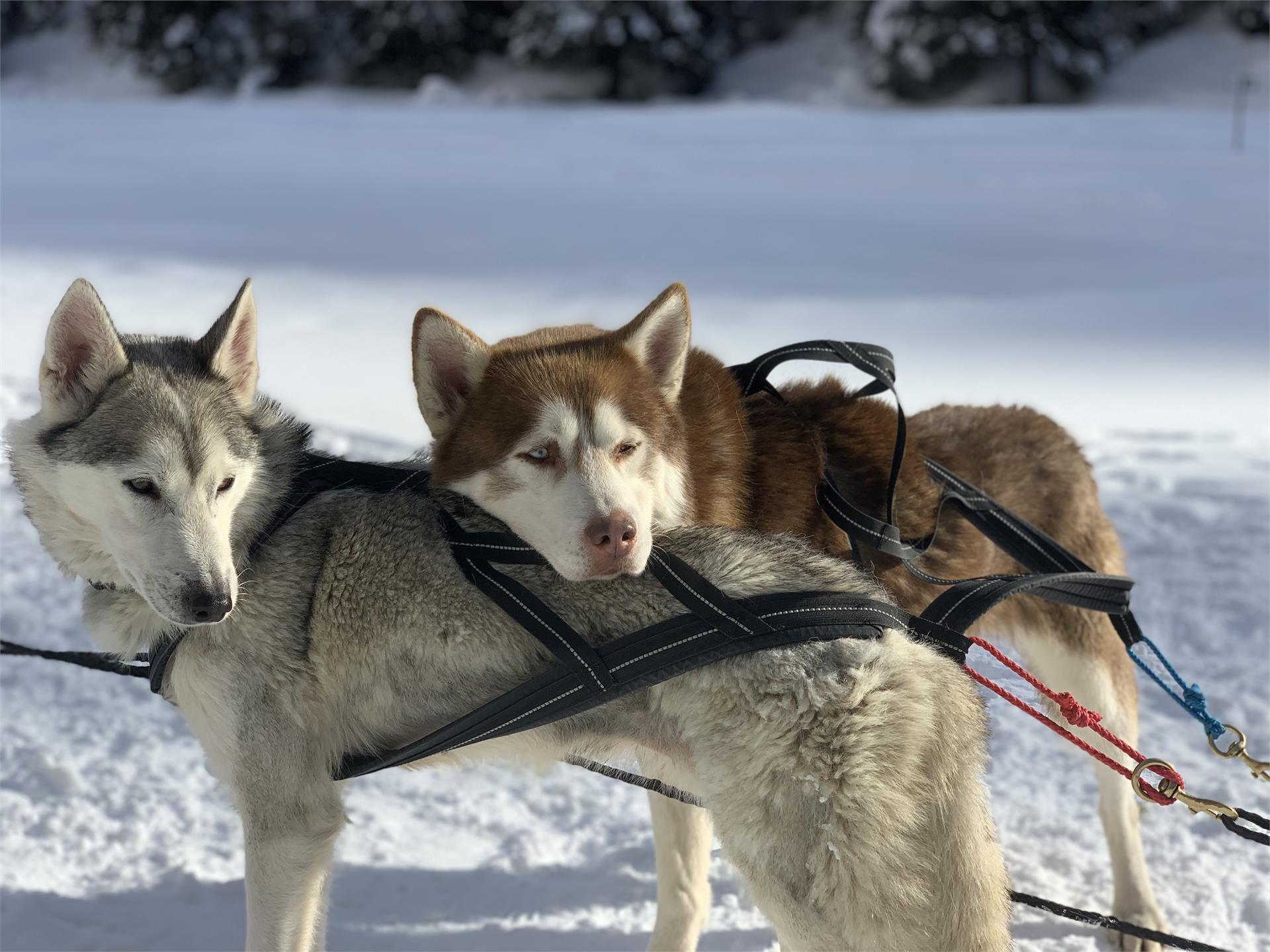 Huskysleddog San Martin 4 suedtirol.info